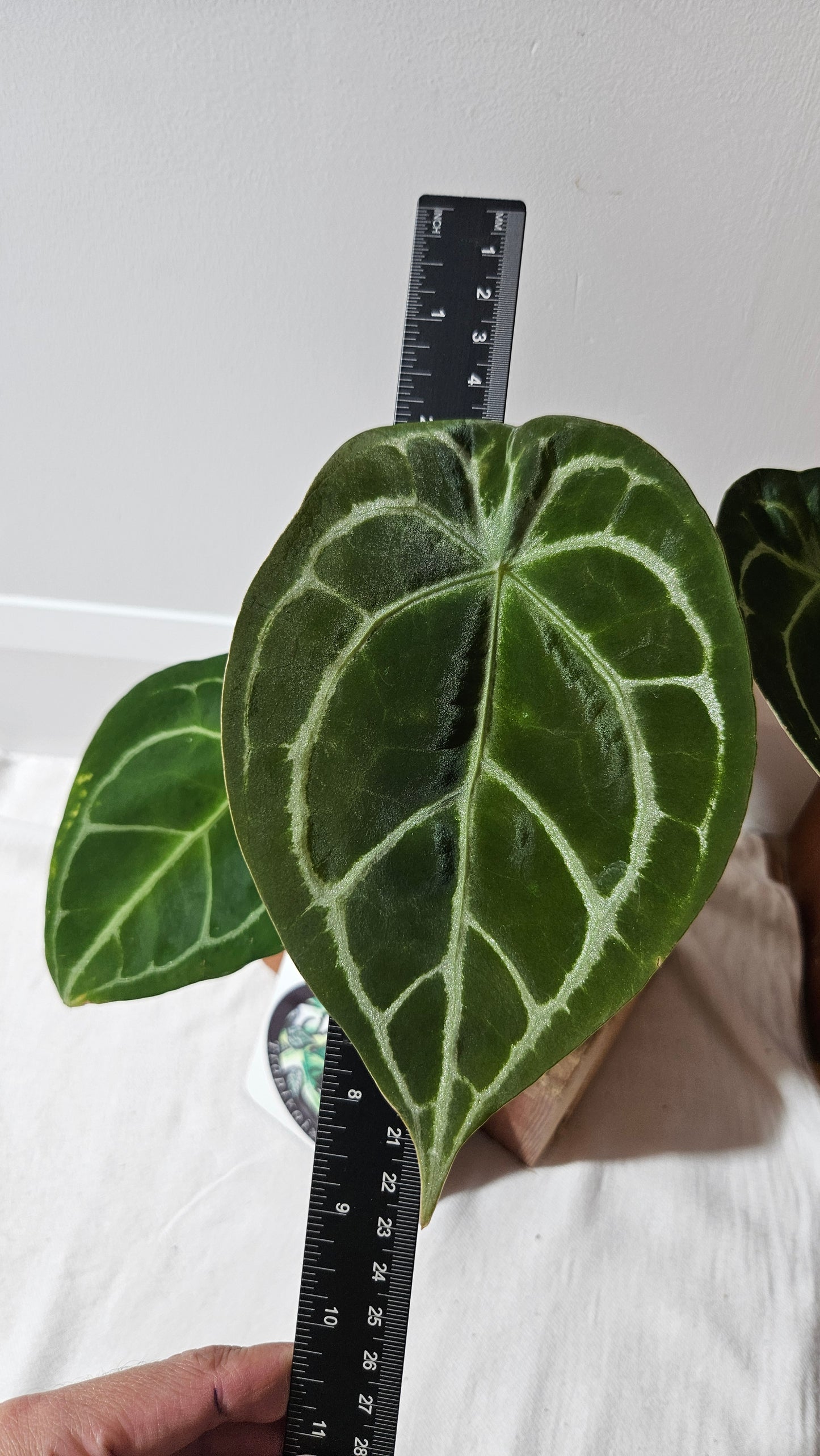 Anthurium Forgetti Dark "LARGE format" (ANT-122)