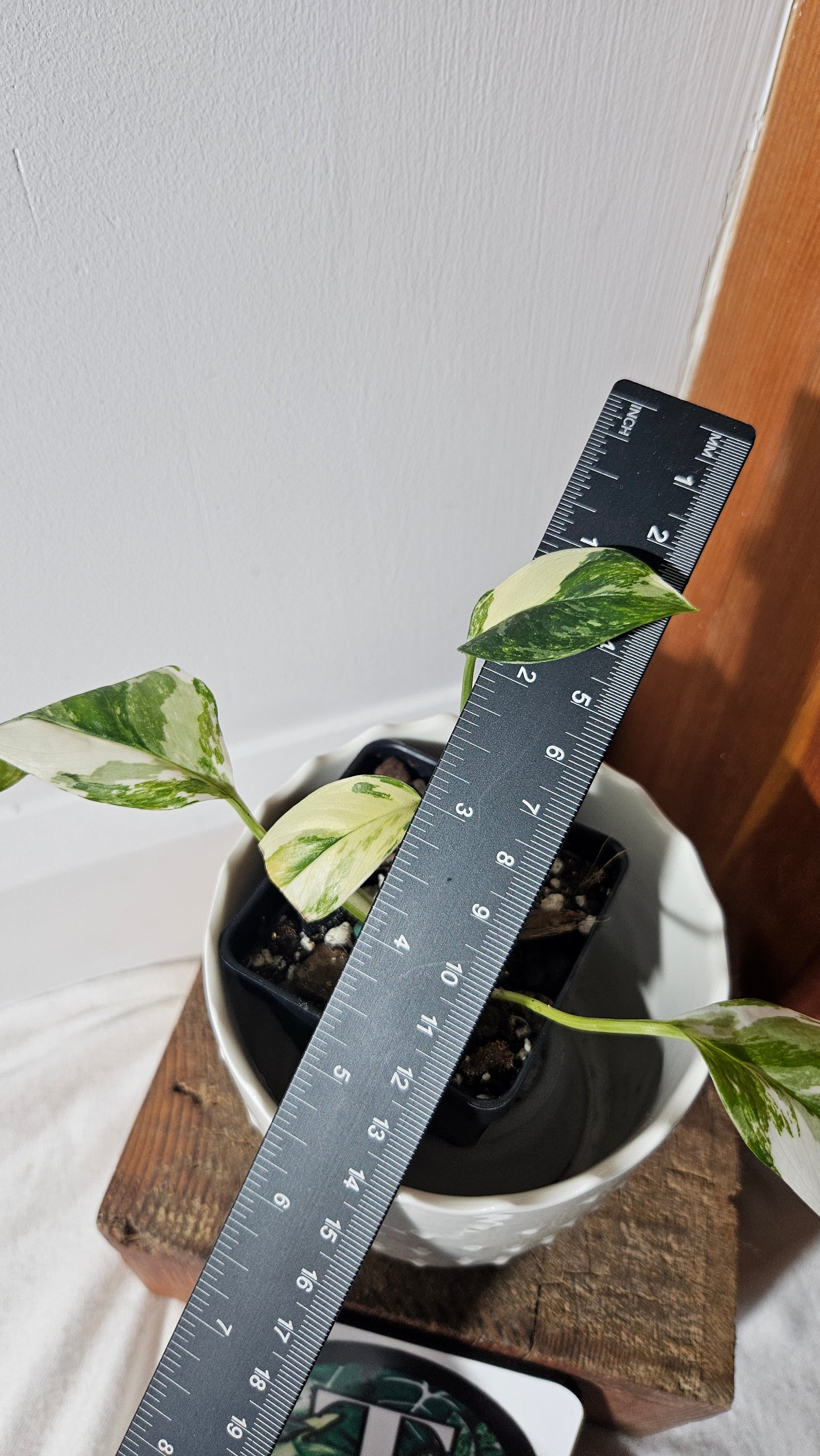Monstera Lechleriana Albo (MON-399)