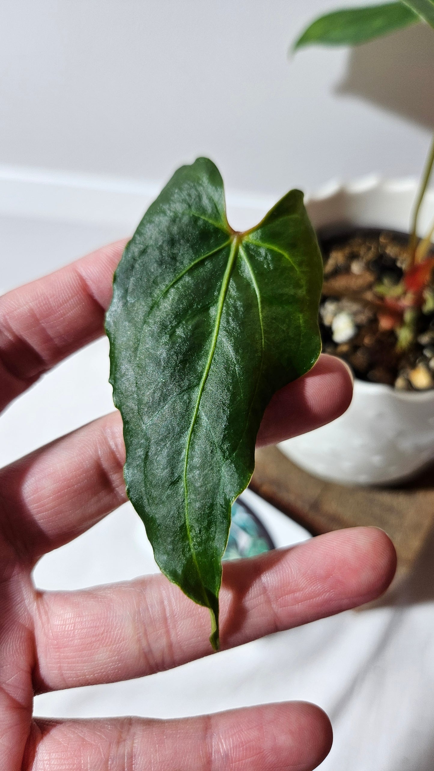 Anthurium Blue Ocean (Blue Papi X AOS) "format MOYEN" (ANT-316)