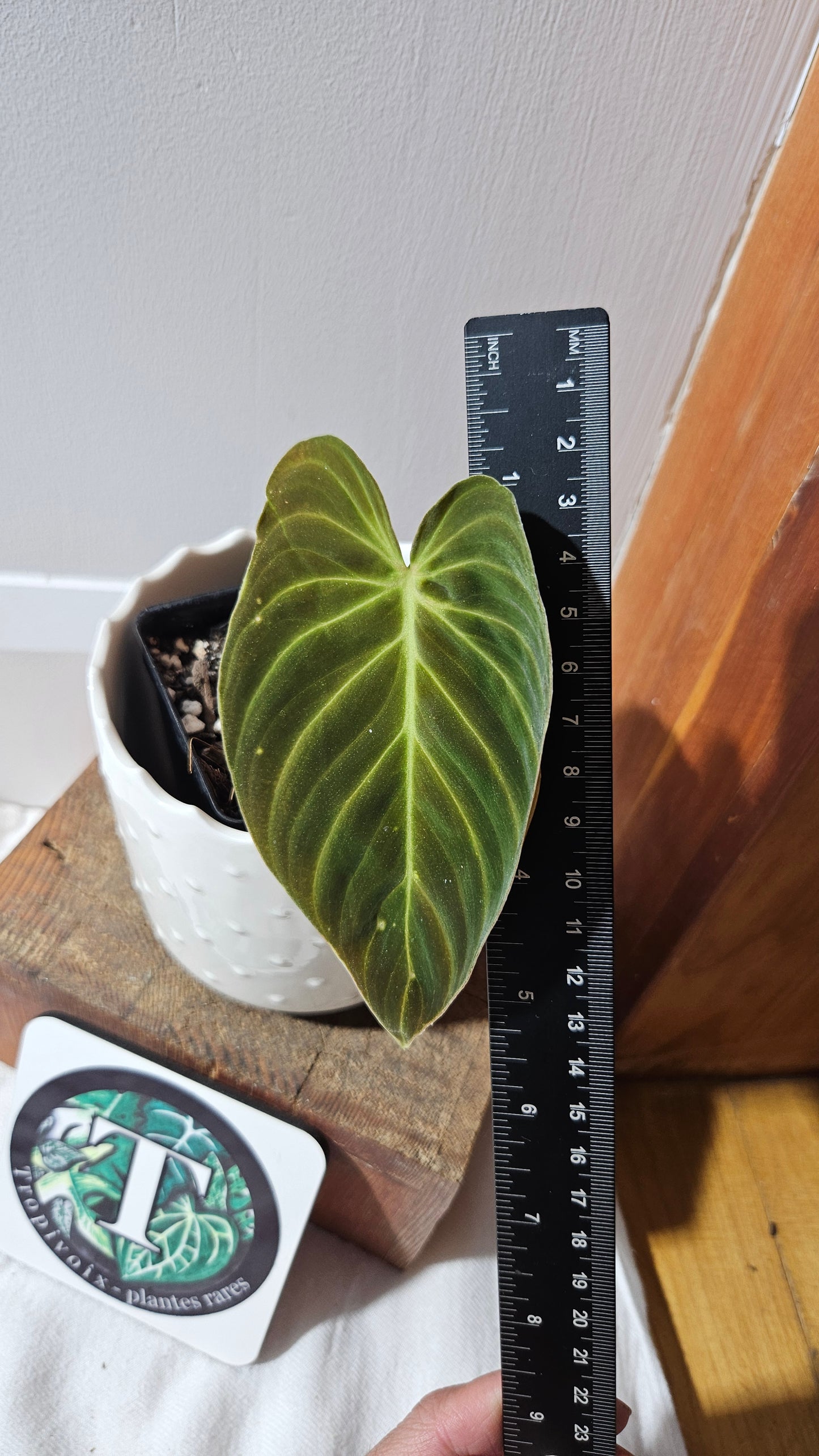 Philodendron Splendide (PHI-873)