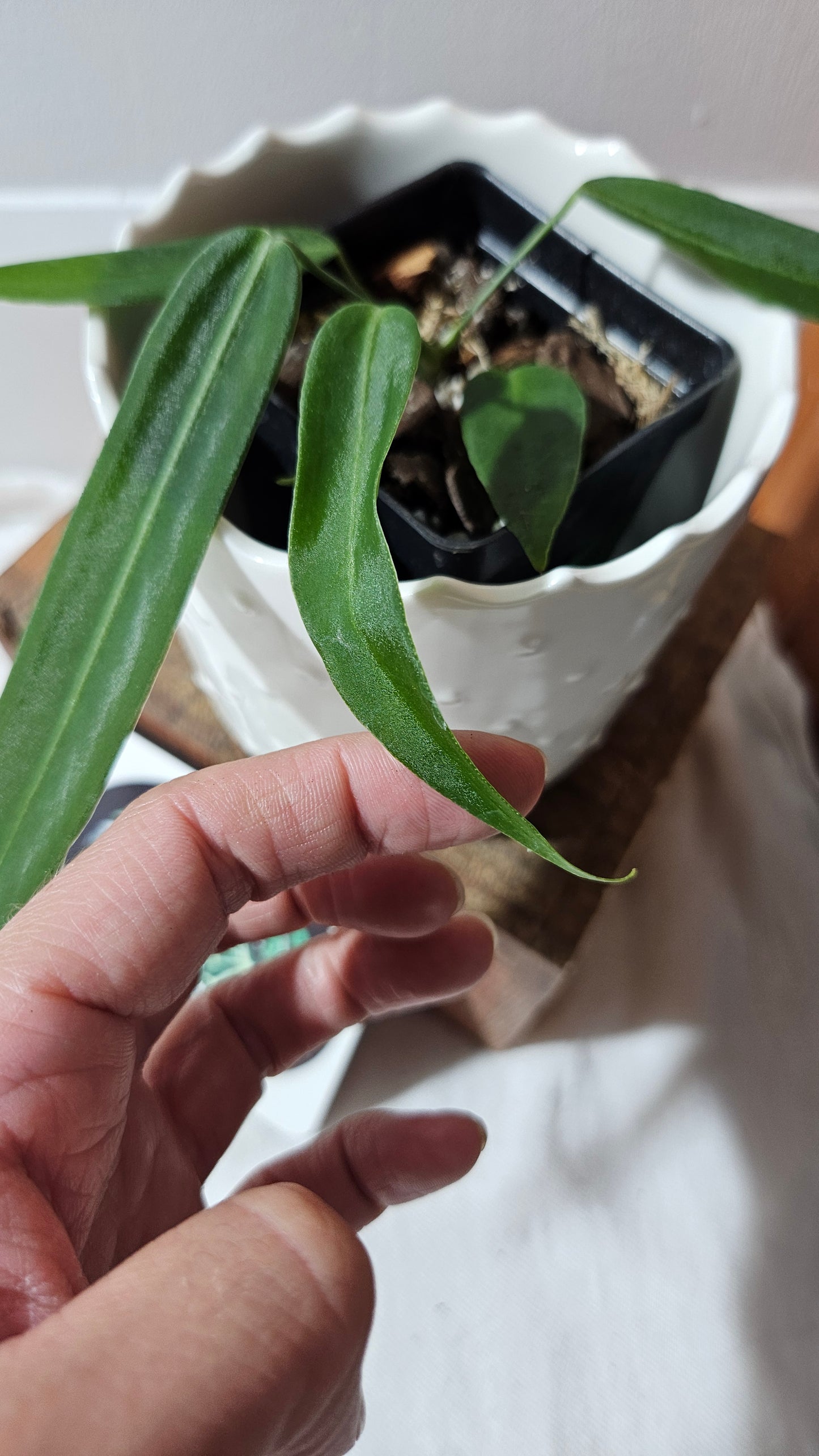 Anthurium Pallidiflorum Super Black "format MOYEN"(ANT-448)