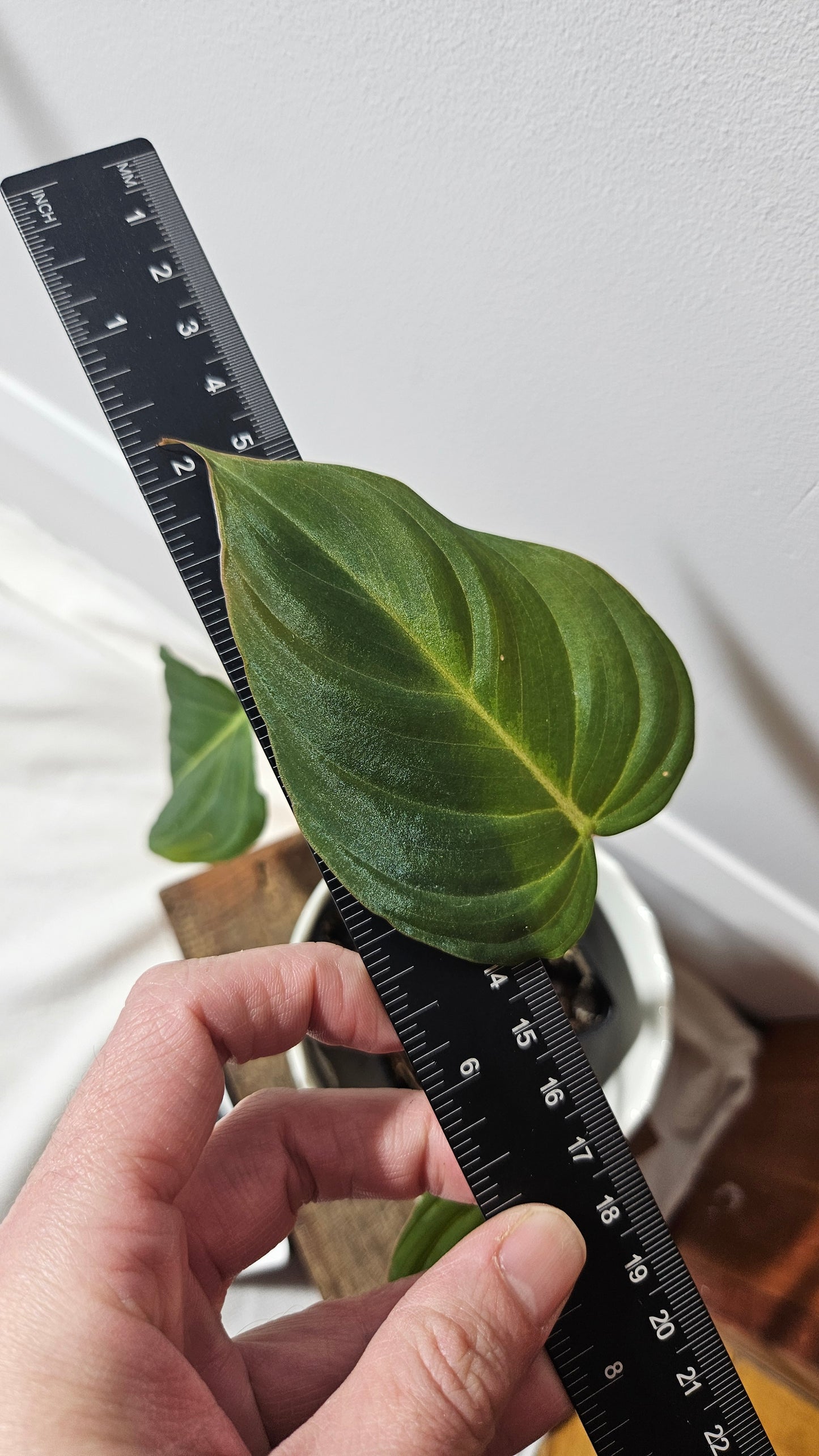 Philodendron Glorious (PHI-722)