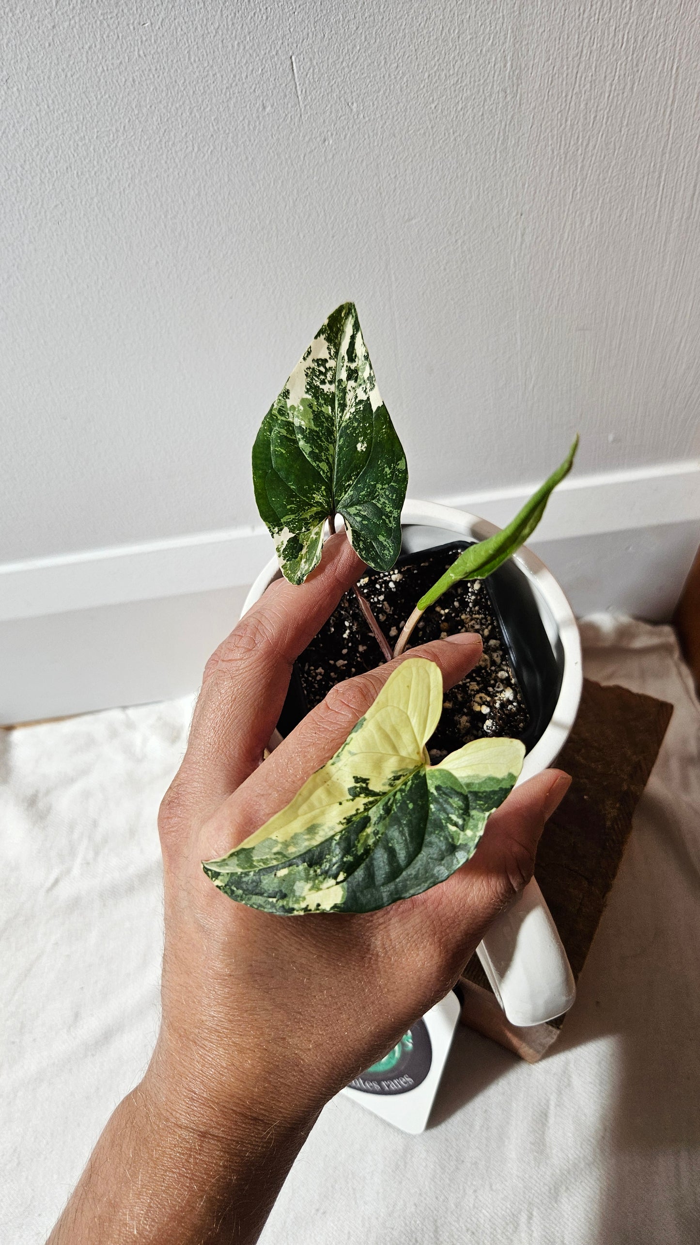 Syngonium Albo (SYN-473)