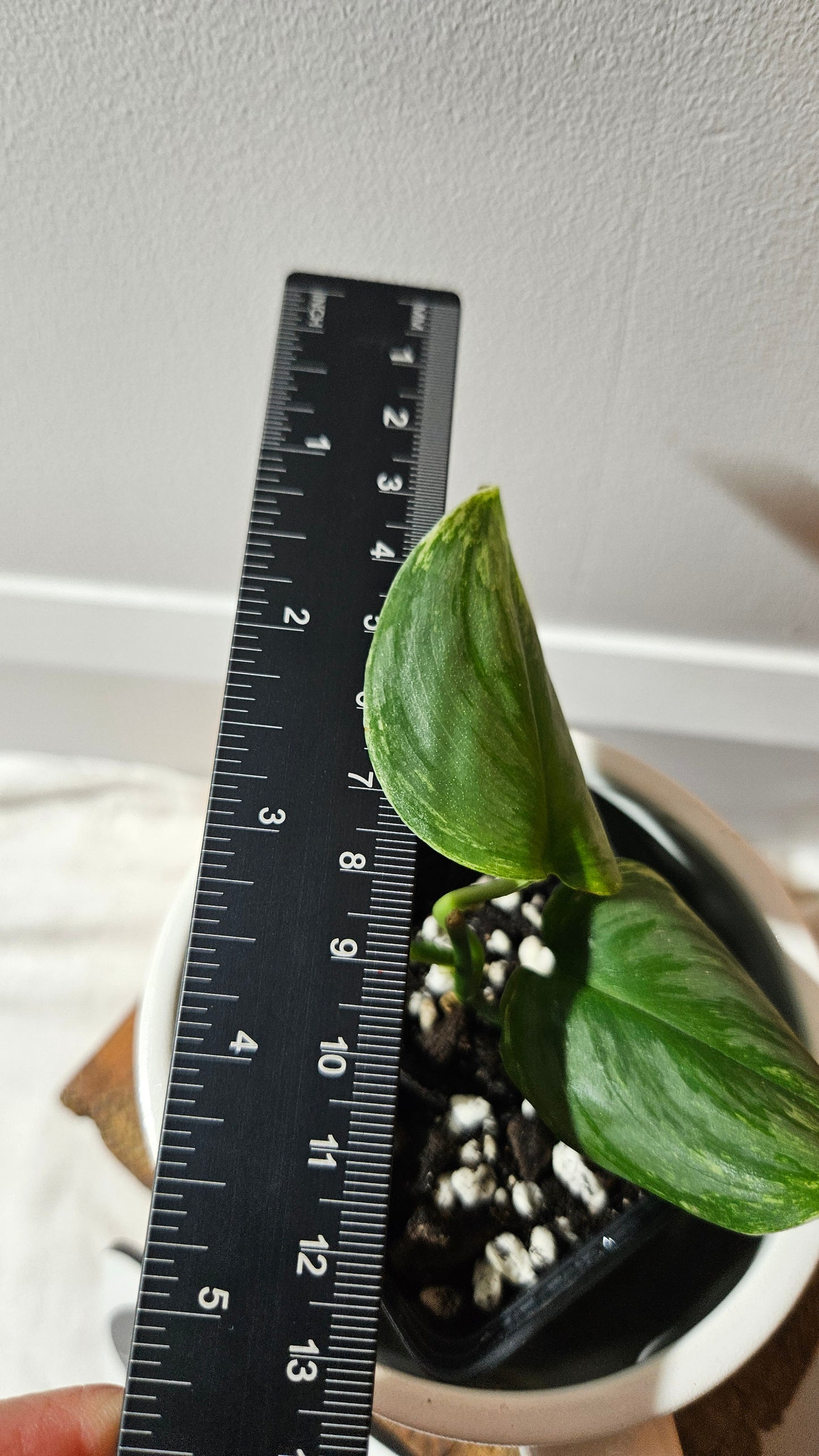 Scindapsus Moonlight SnowMint (SCI-1151)