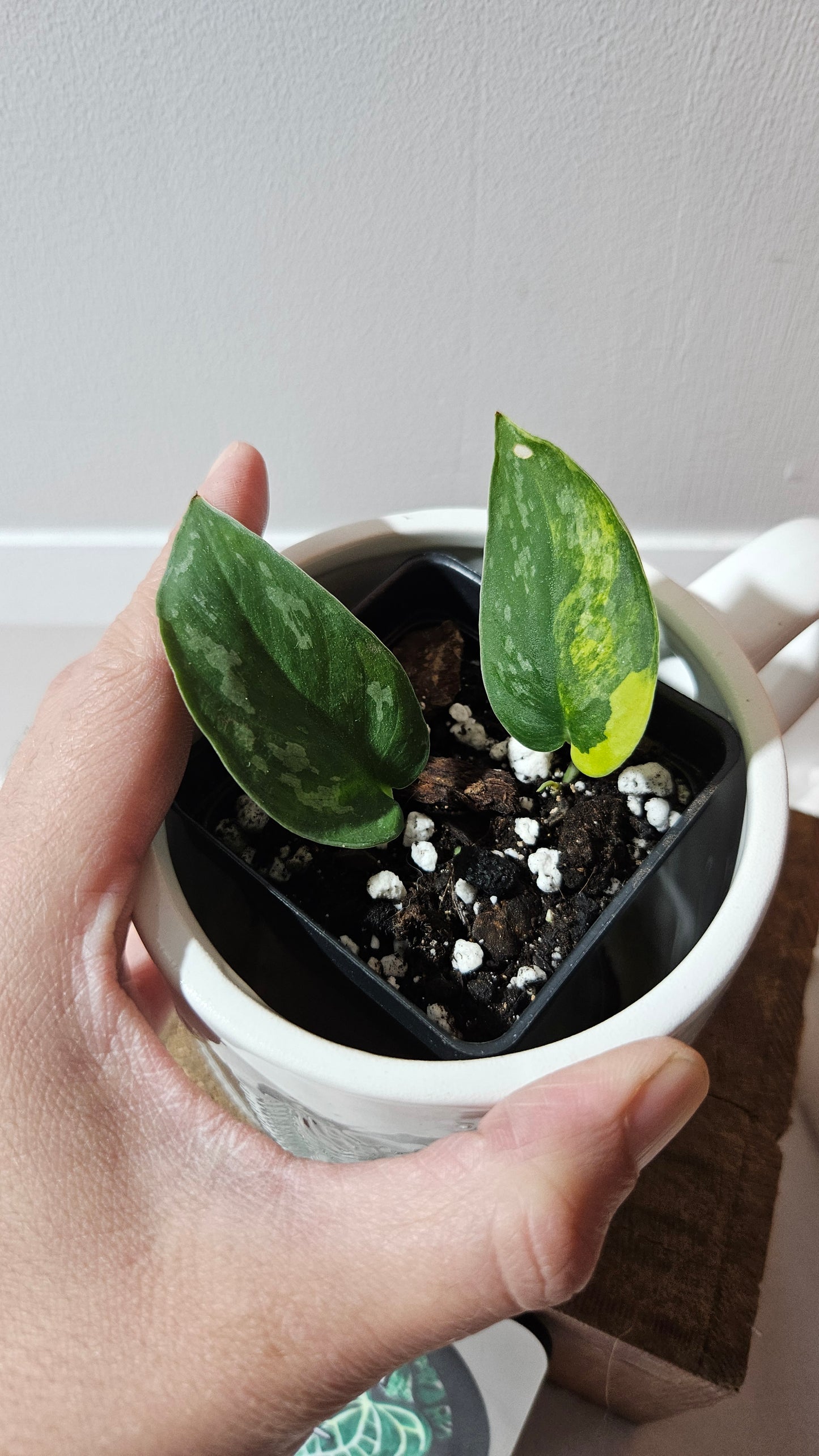 Scindapsus Swarnabhumi (SCI-1082)
