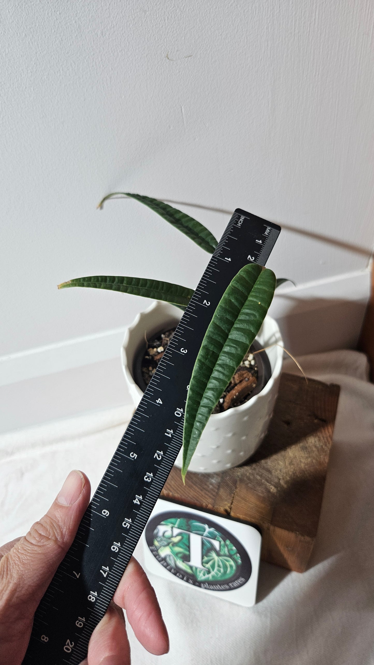 Anthurium Cutucuense "format MOYEN" (ANT-426)