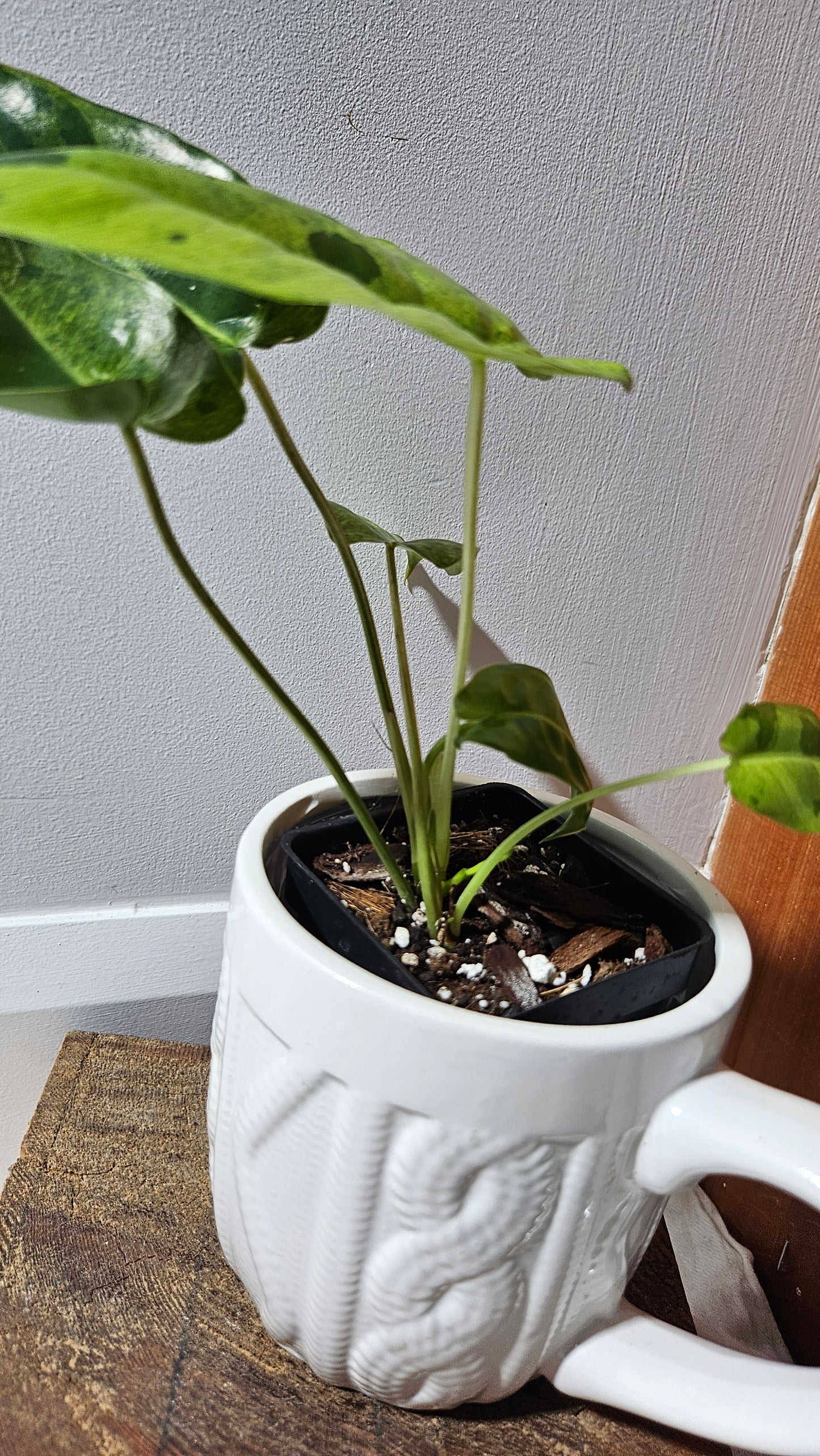 Philodendron BurleMarx Variegata X Paraiso Verde (PHI-914)