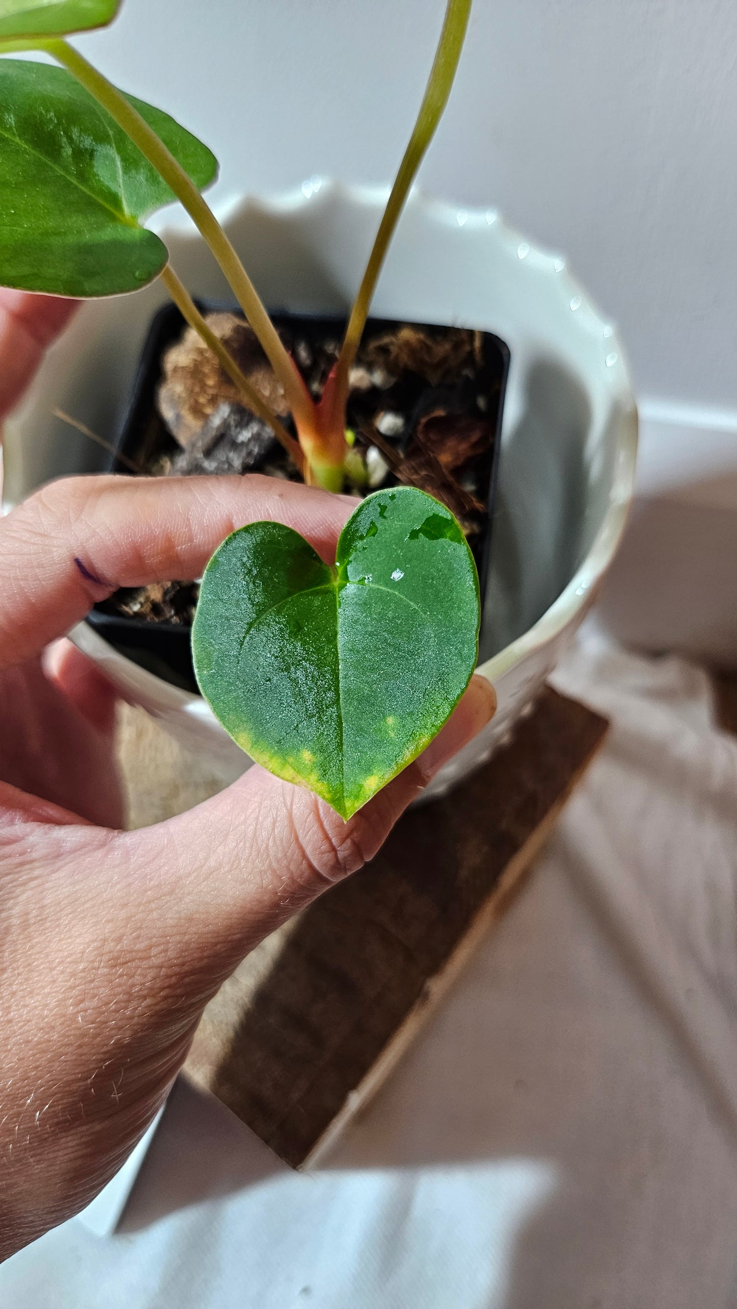 Anthurium Papillilaminum Legend X Dark Phoenix "format PETIT" (ANT-511)