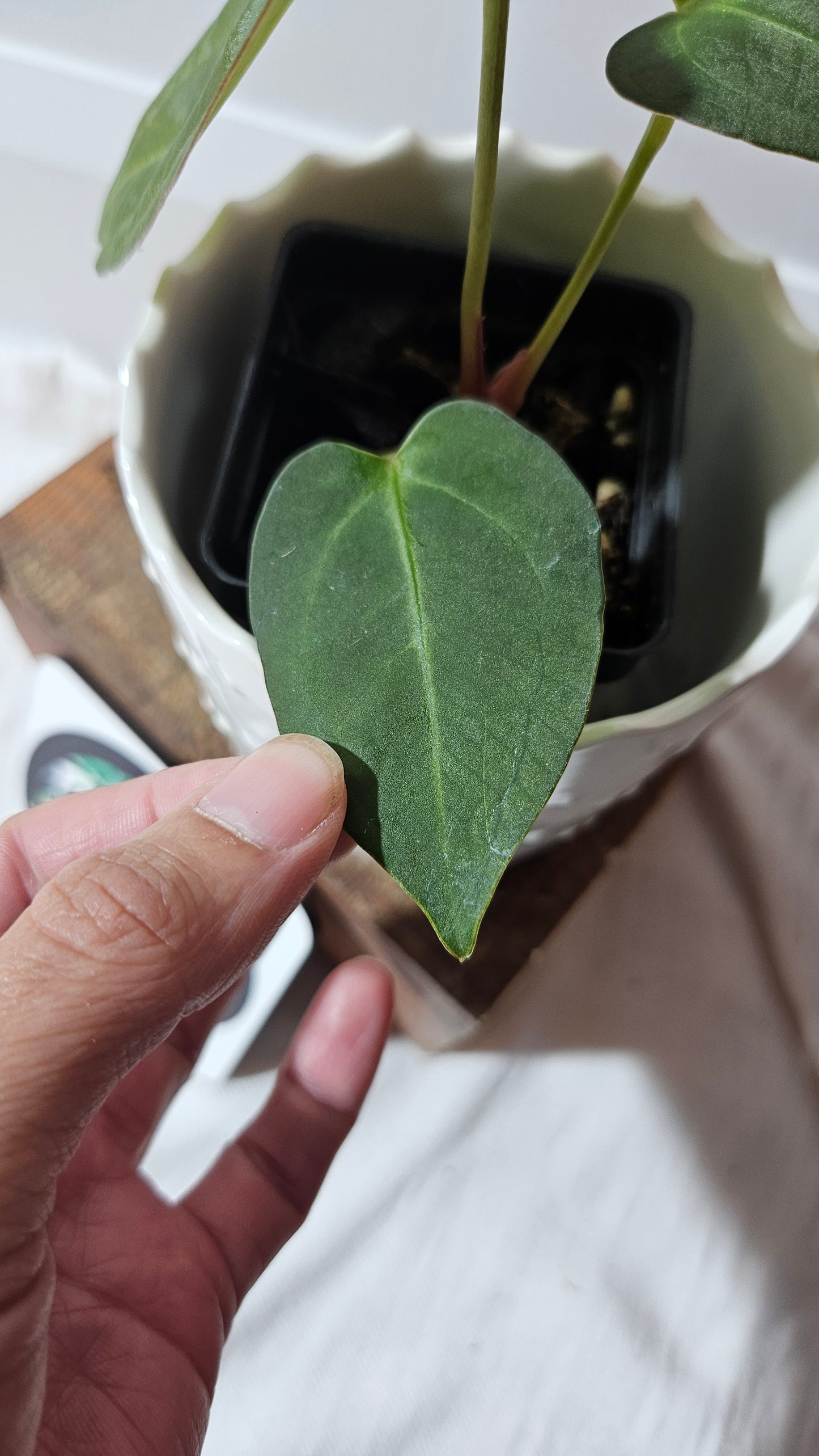 Anthurium Dressleri × Blue Papillilaminum "format MOYEN" (ANT-106)
