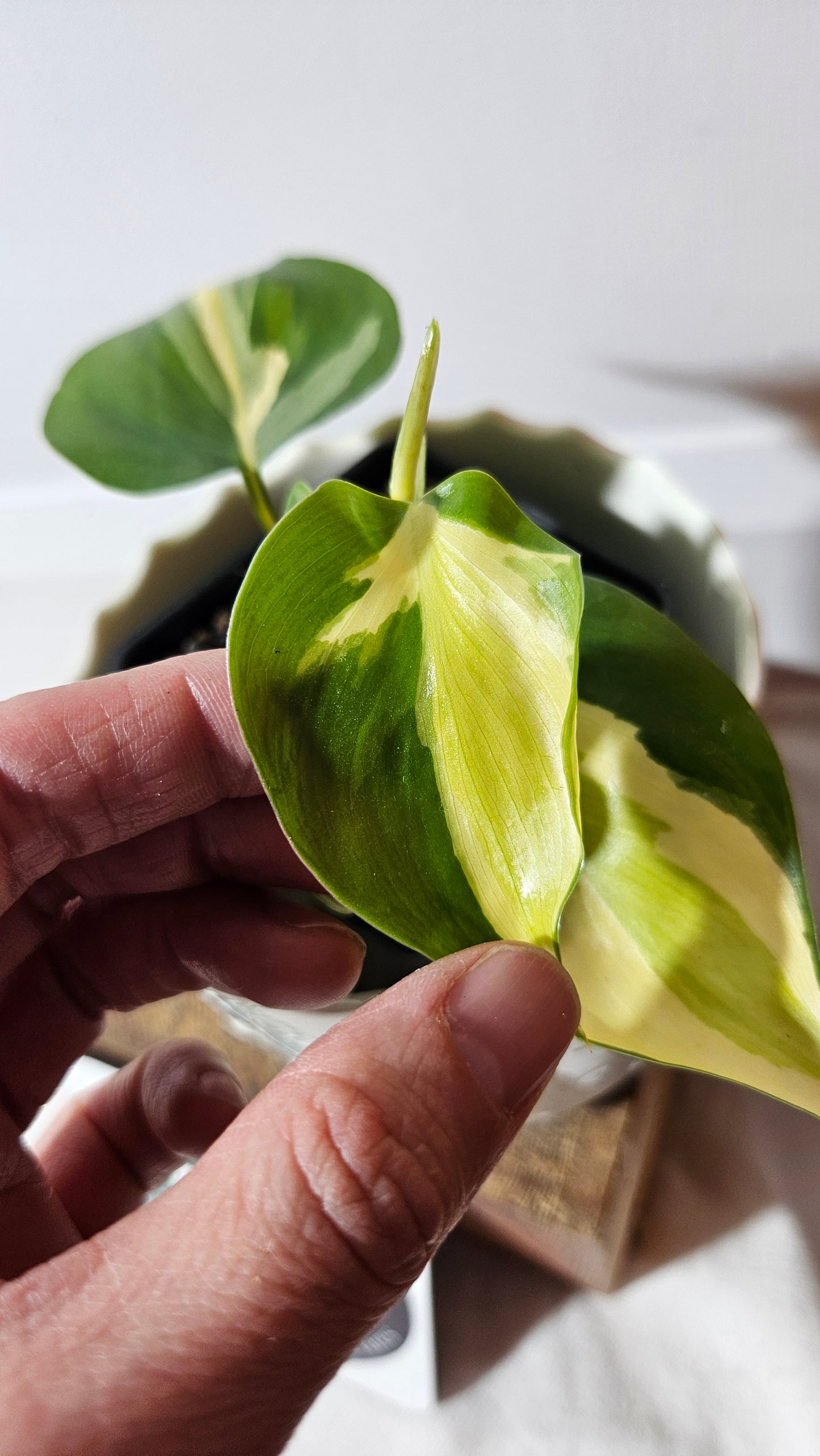 Philodendron Hederaceum Silver Stripe (PHI-738)