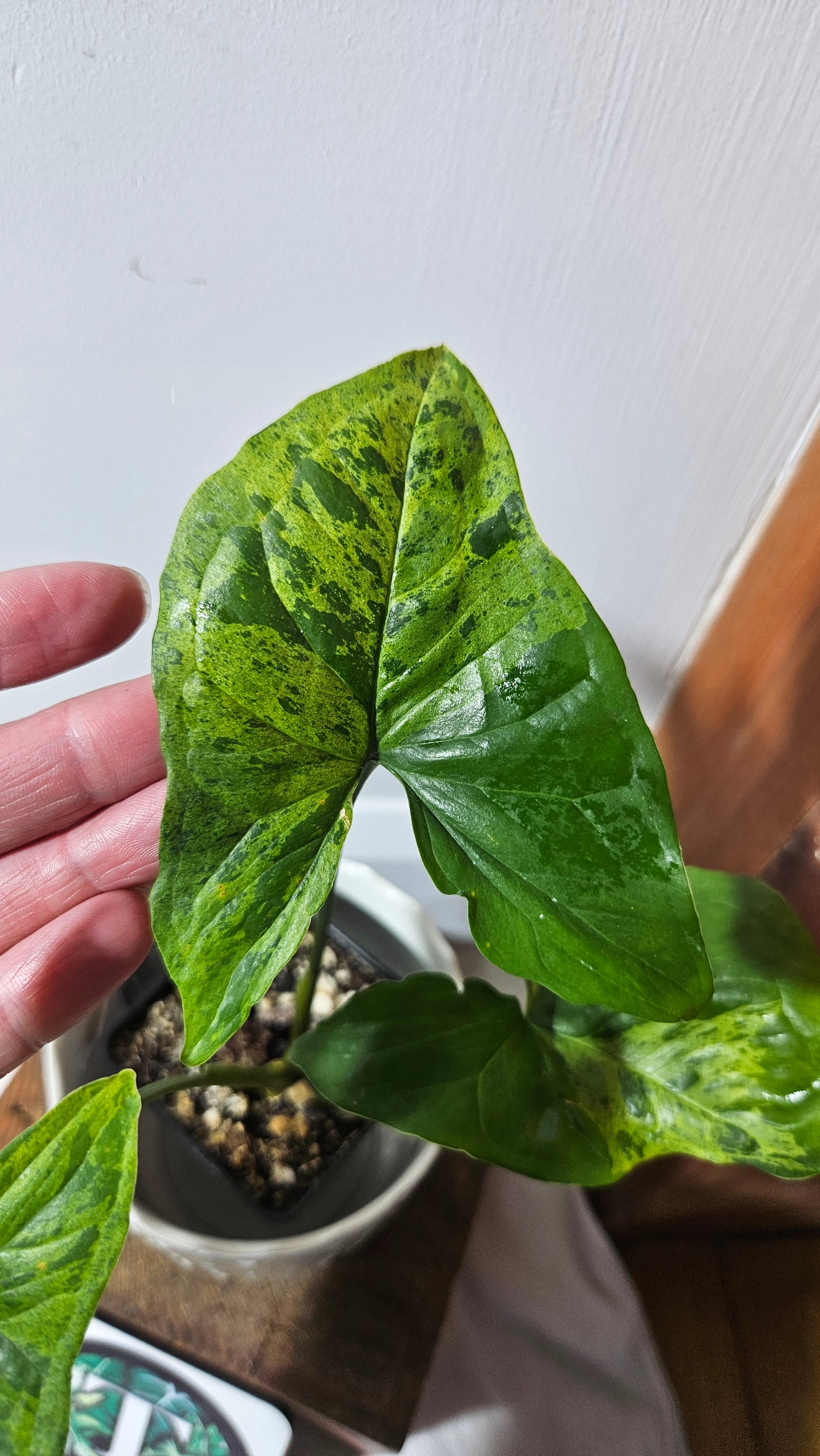 Syngonium Mojito (SYN-395)