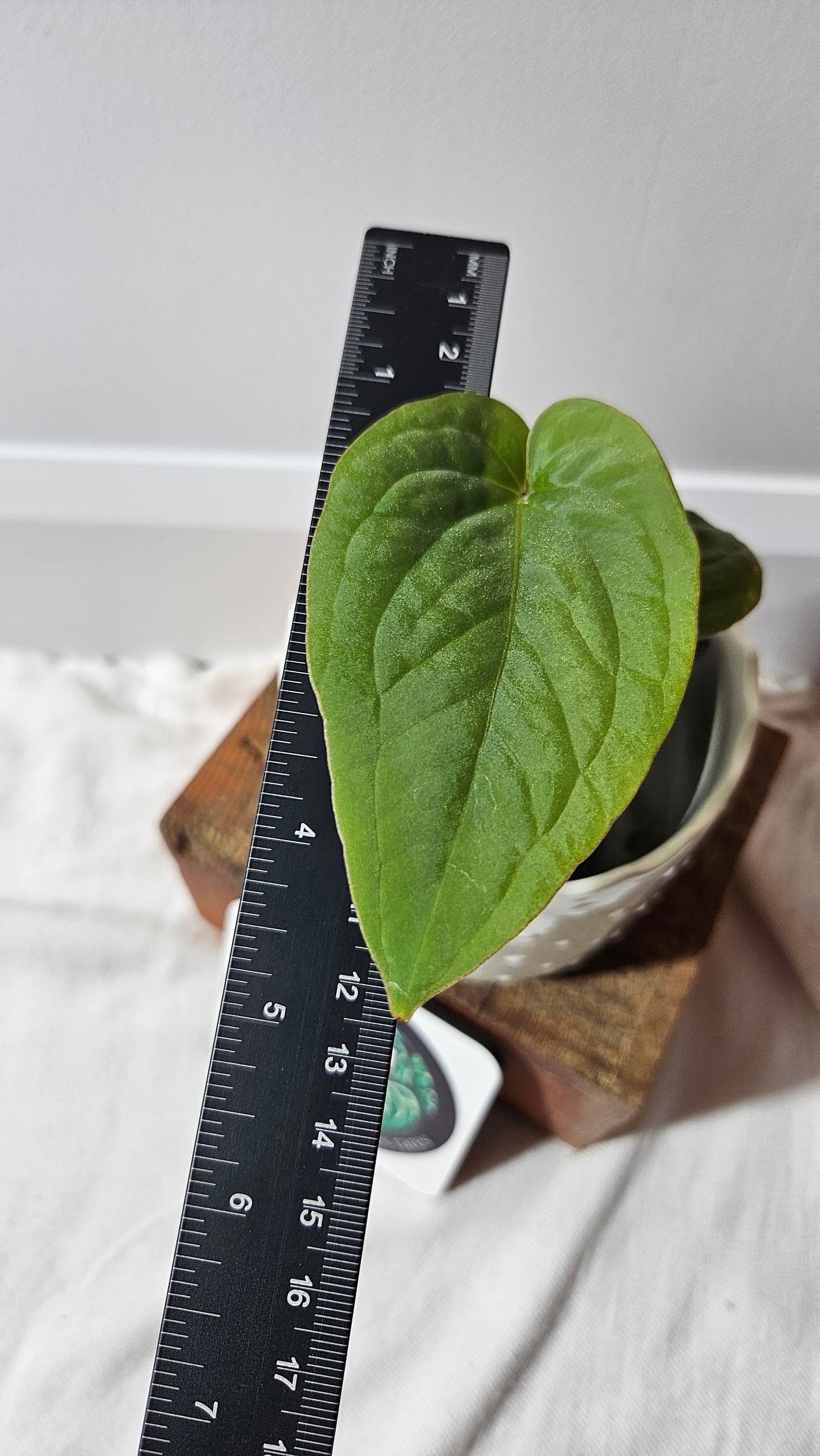 Anthurium Kunayalense "format MOYEN" (ANT-457)