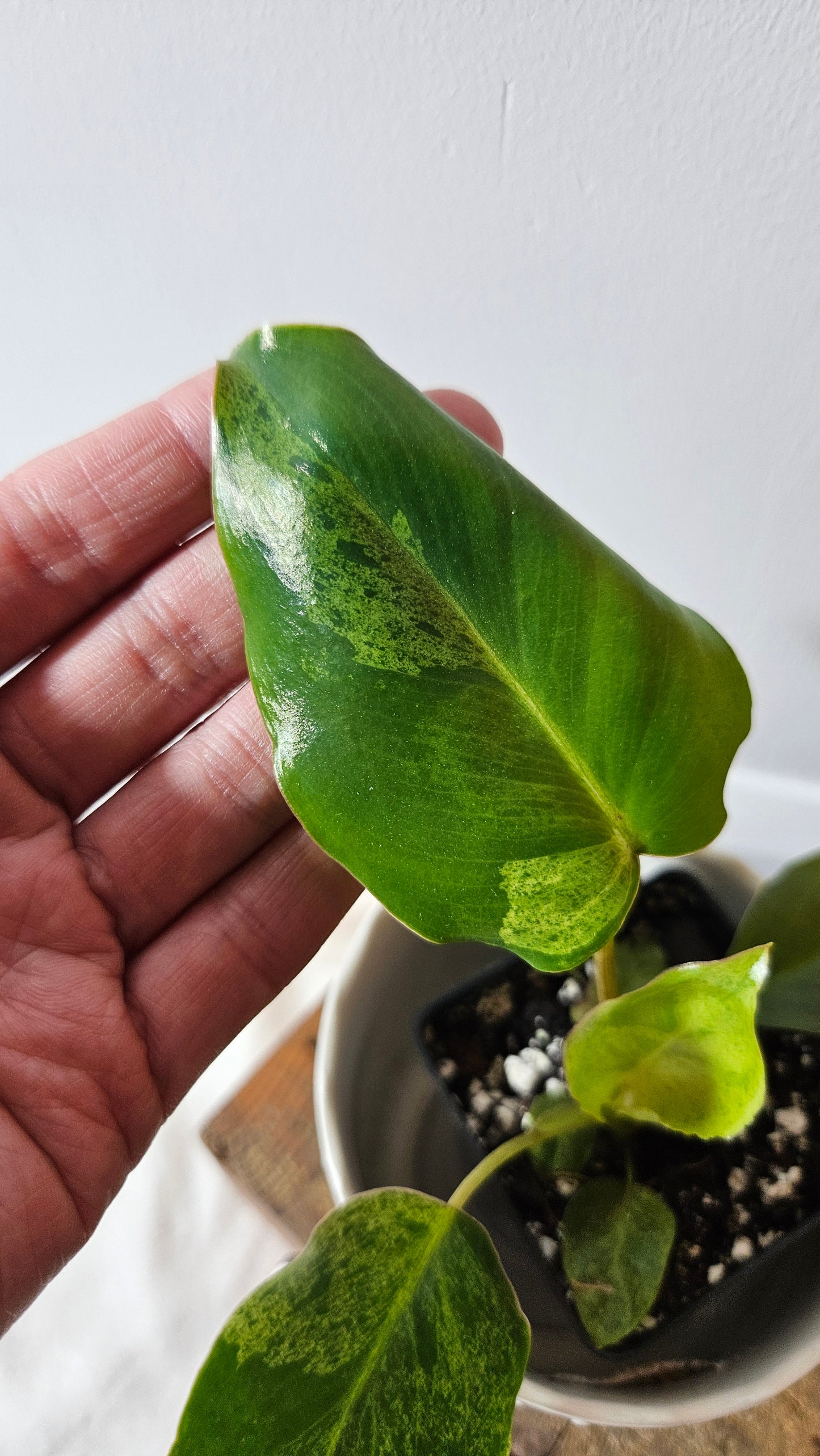 Philodendron BurleMarx Variegata X Paraiso Verde (PHI-791)