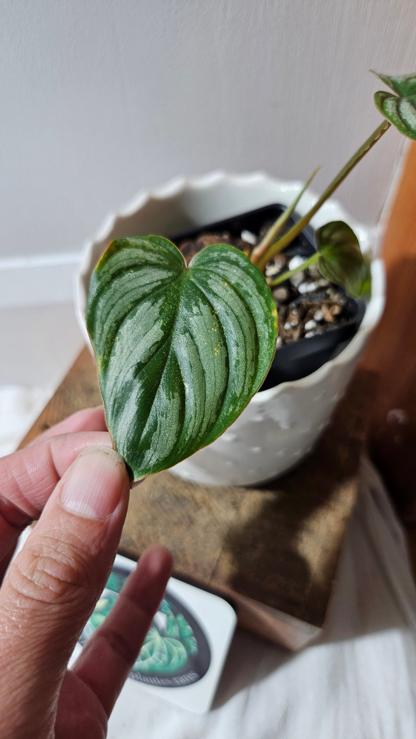 Philodendron Mamei White (PHI-872)