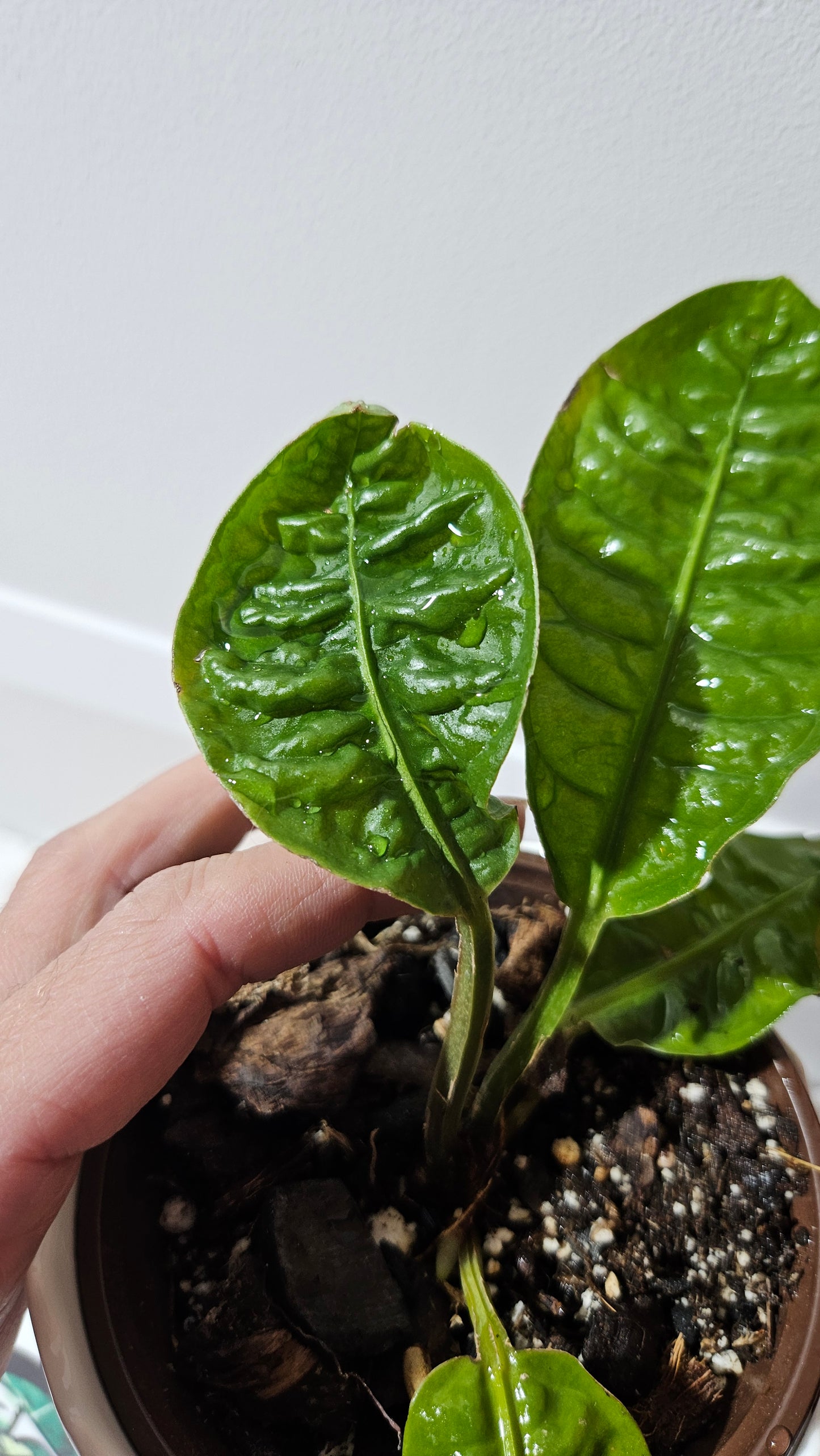 Anthurium Reflexinervium "format PETIT"(ANT-487)