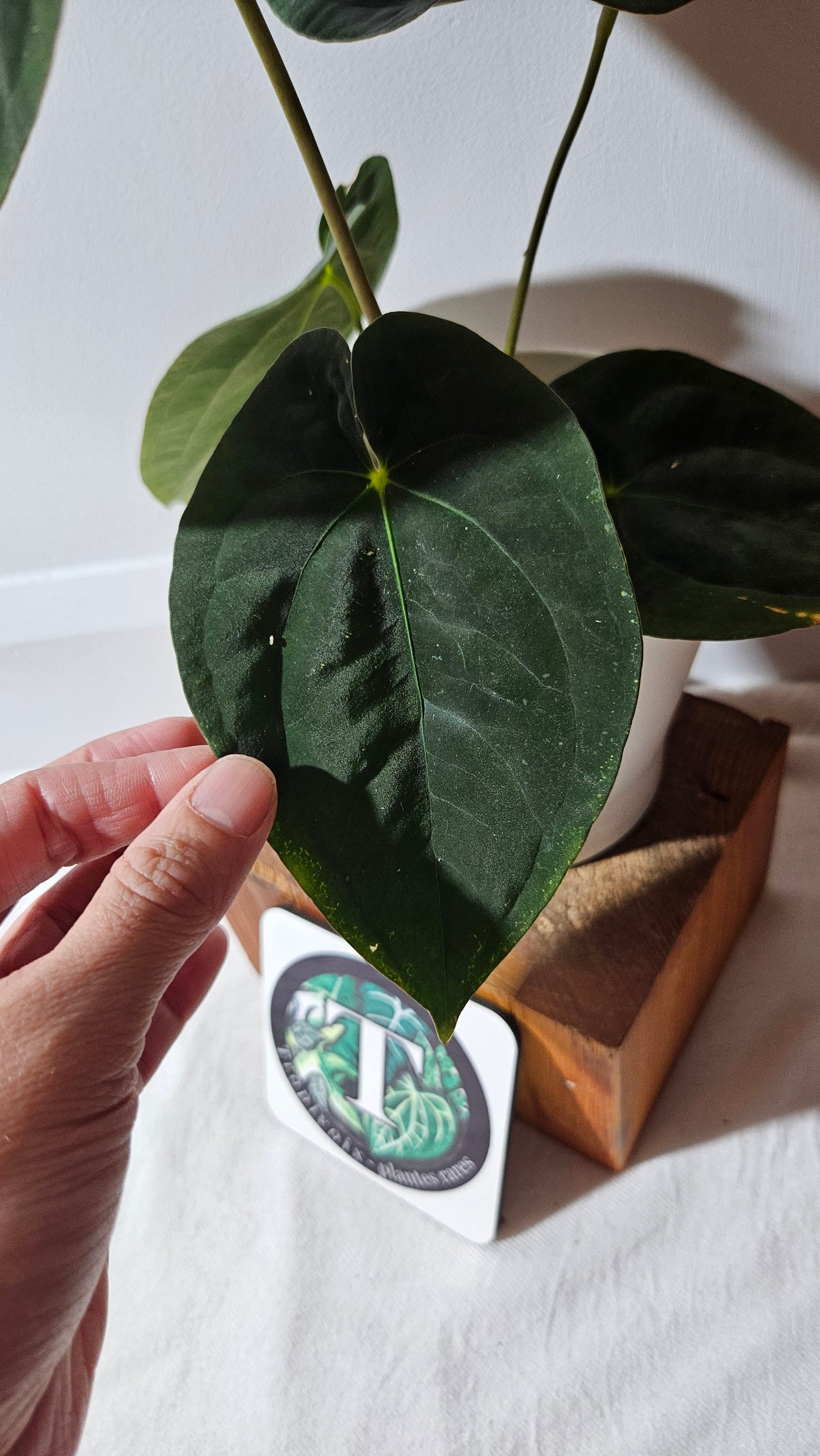 Anthurium Blue Papillilaminum "format LARGE" (ANT-431)