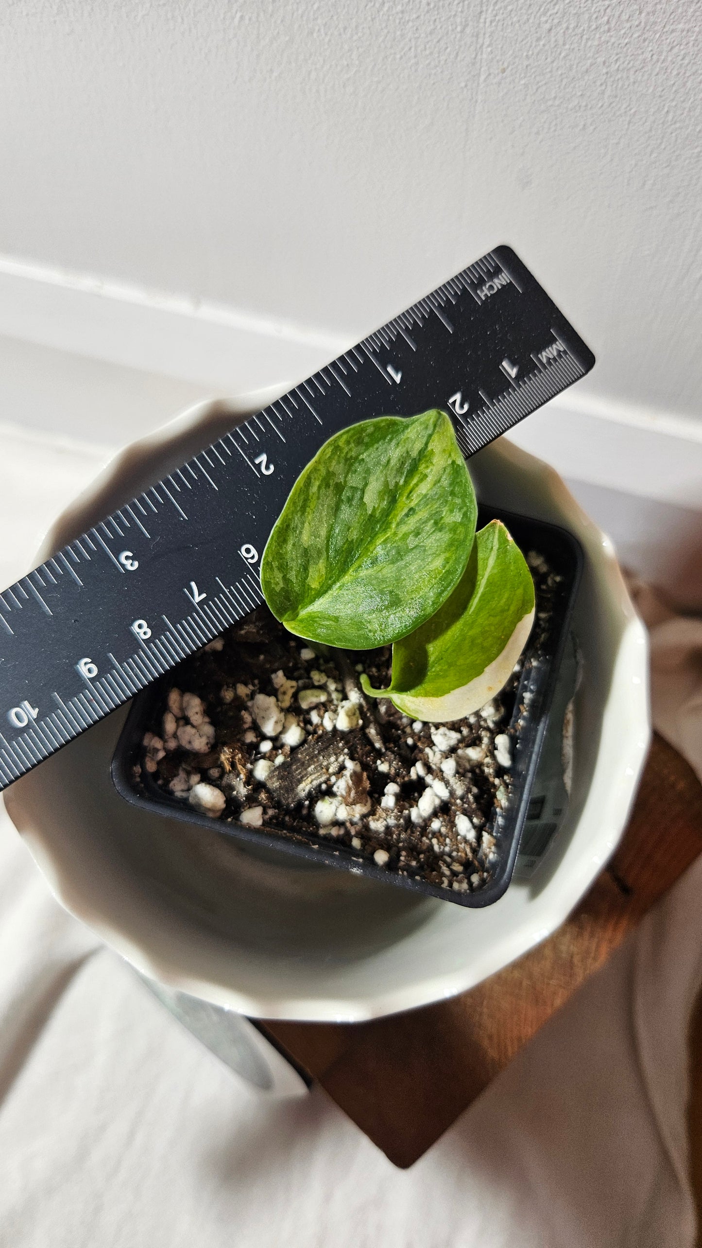 Scindapsus Geulis (SCI-795)