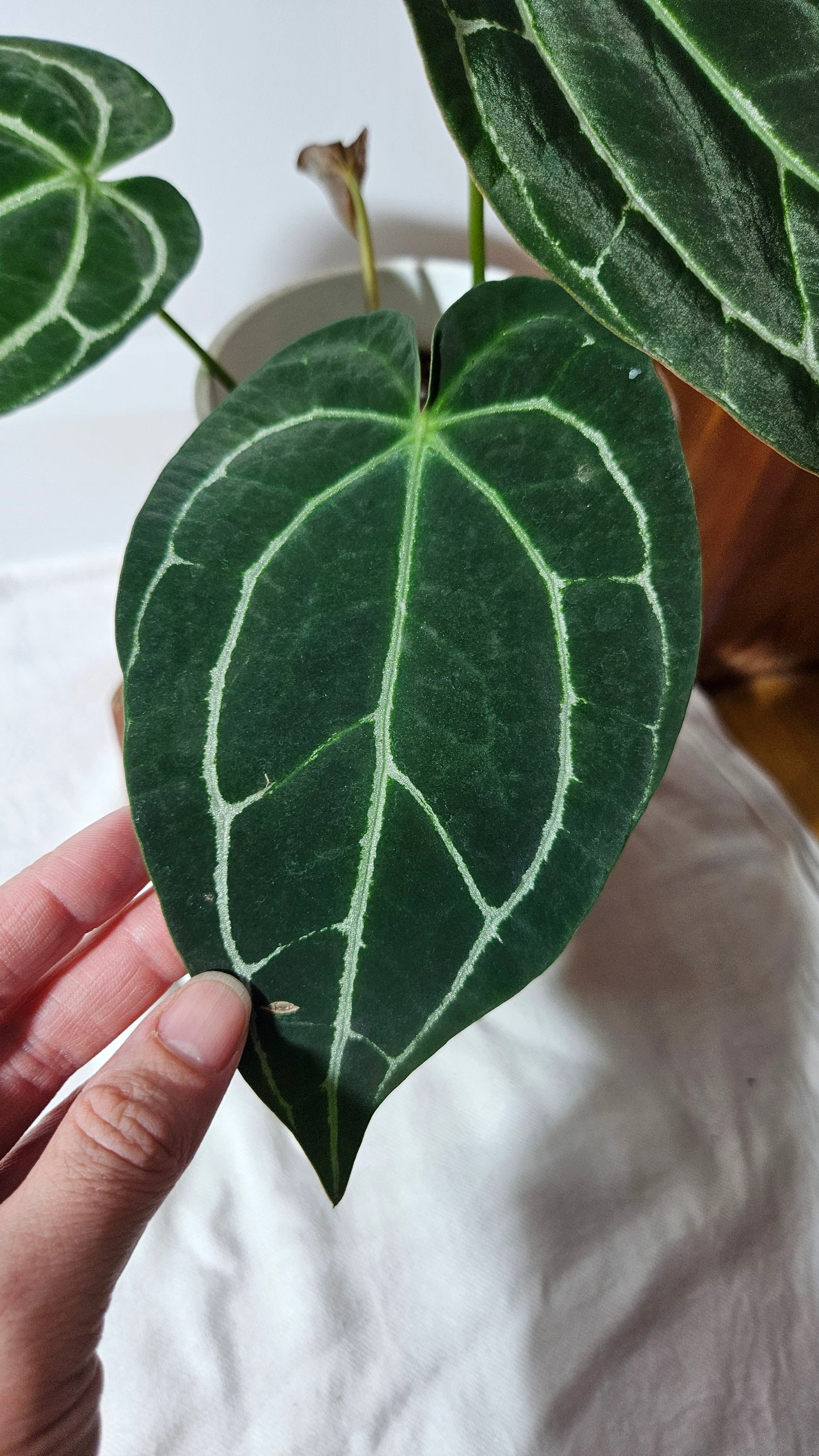 Anthurium Crystallinum Dark (ANT-415)