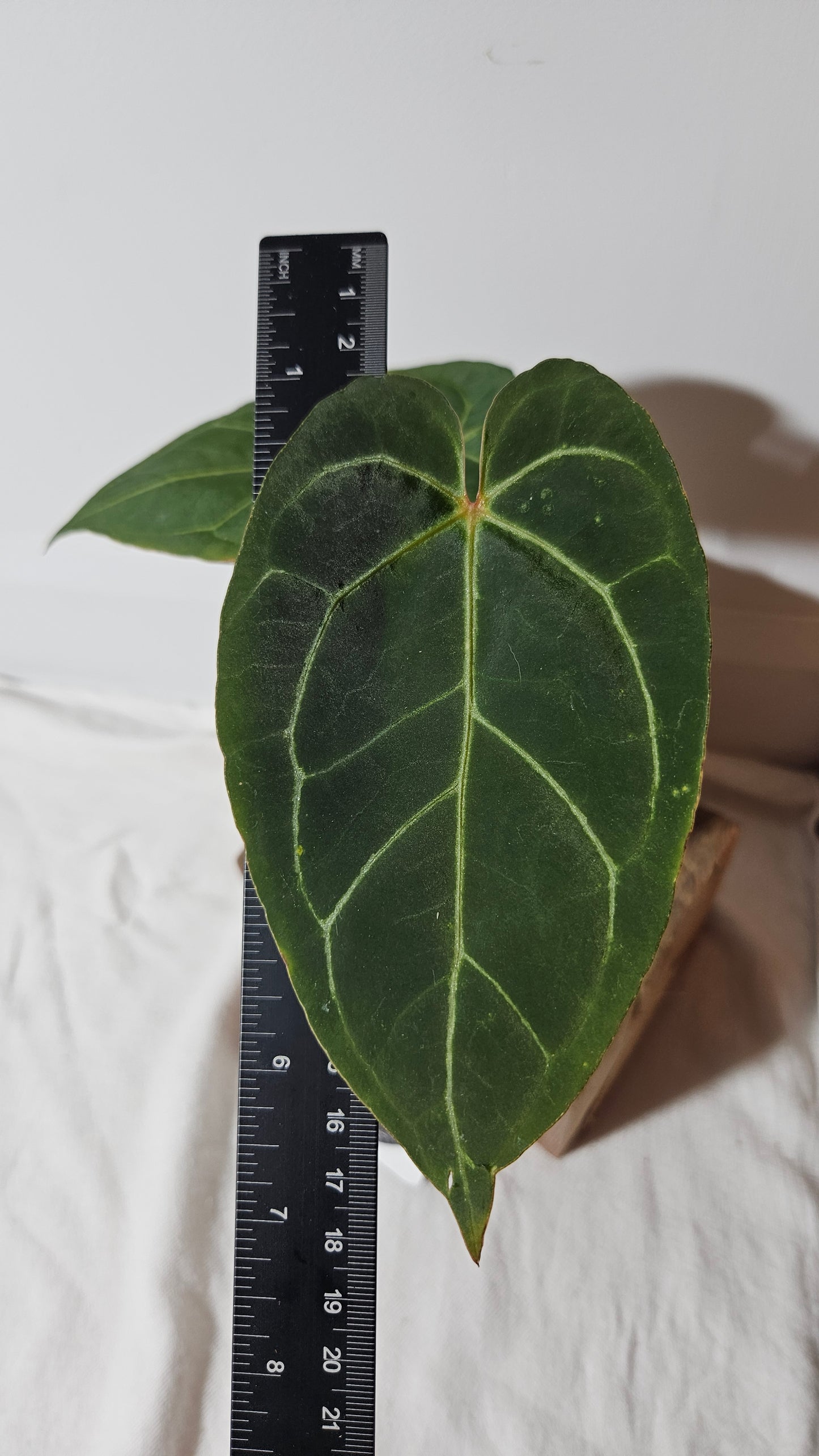 Anthurium Byson x Blue Ocean "MEDIUM size" (ANT-255)