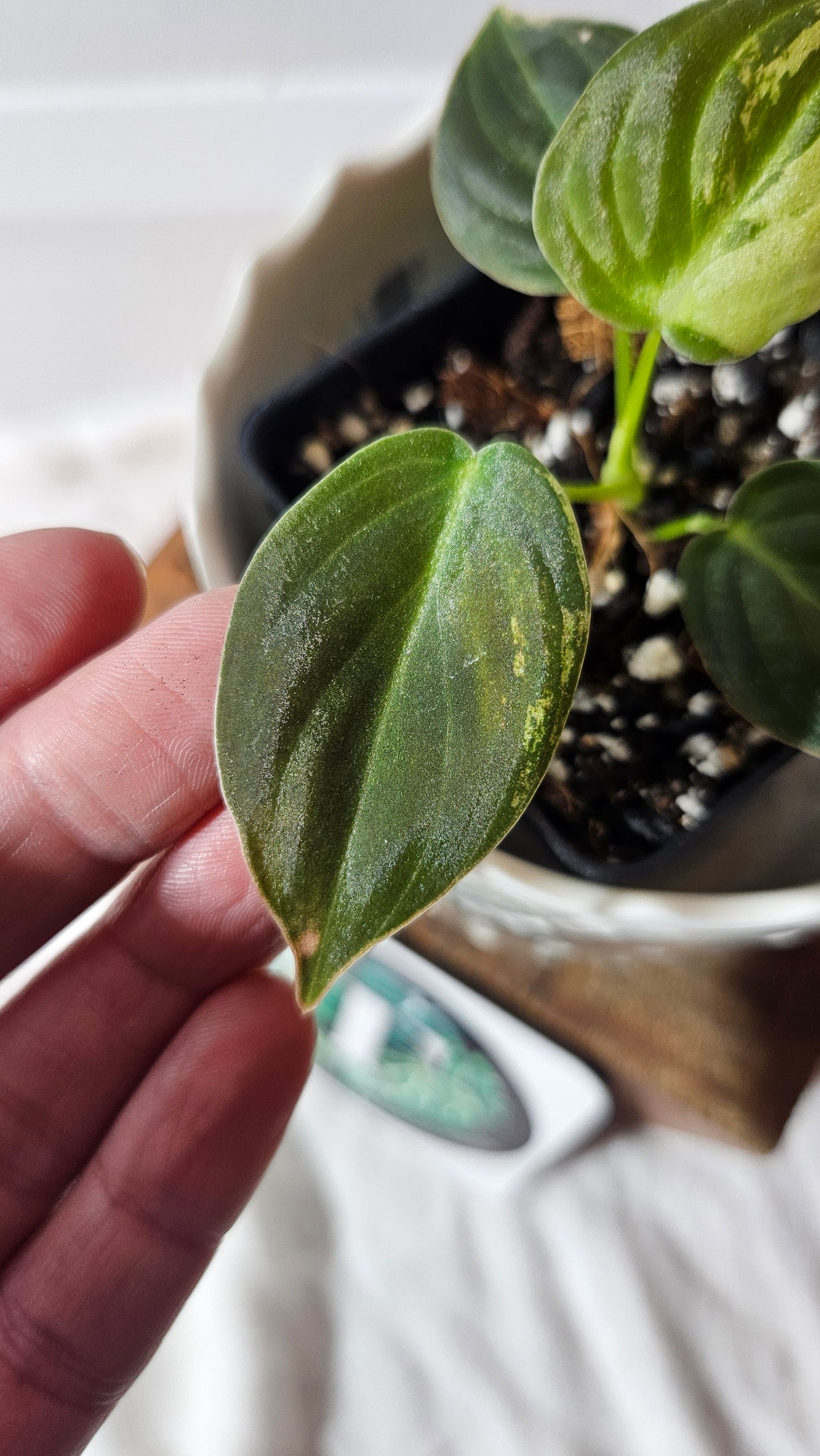 Philodendron Melanochrysum Variegata (PHI-767)