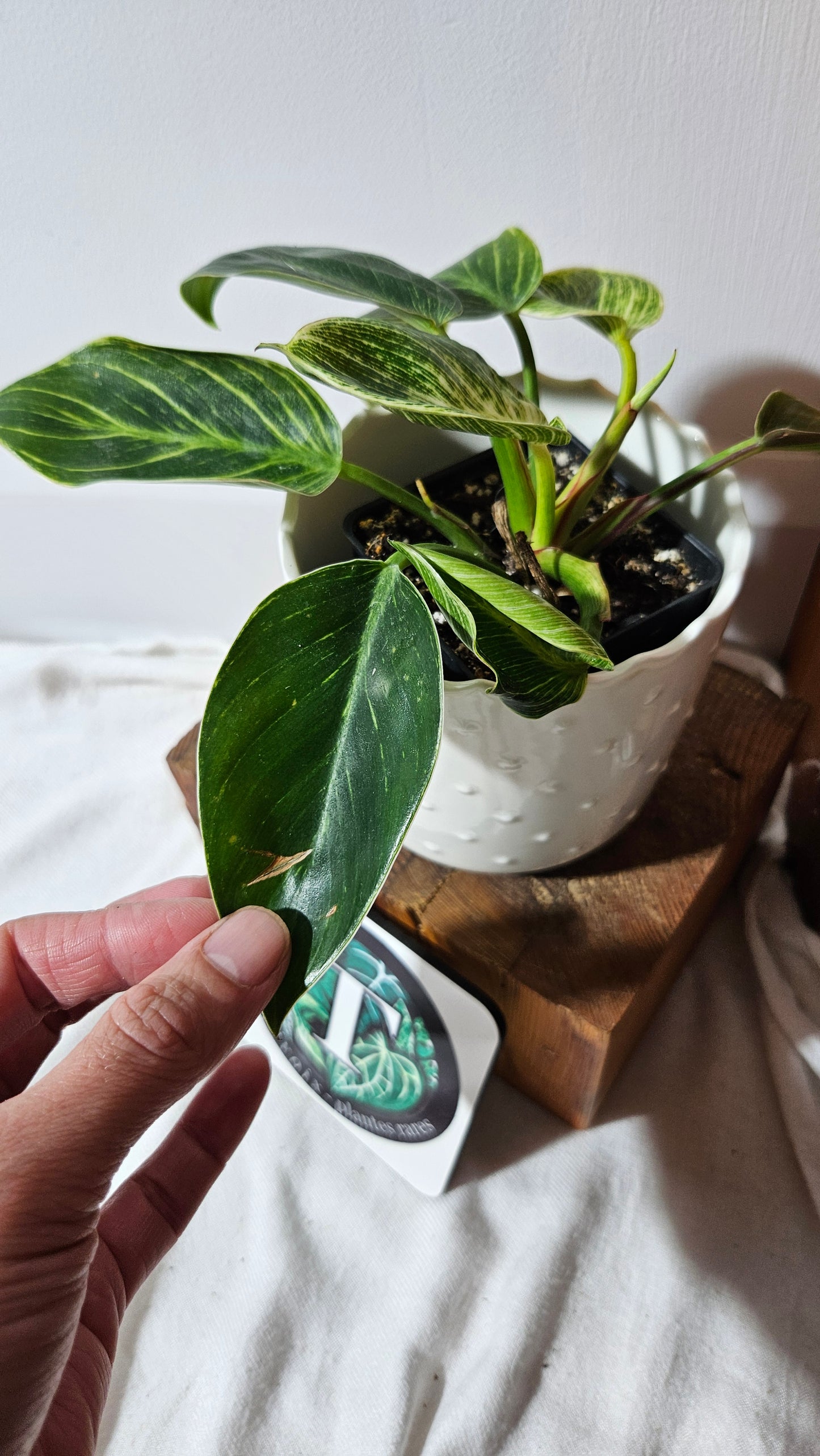 Philodendron Birkin (PHI-851)