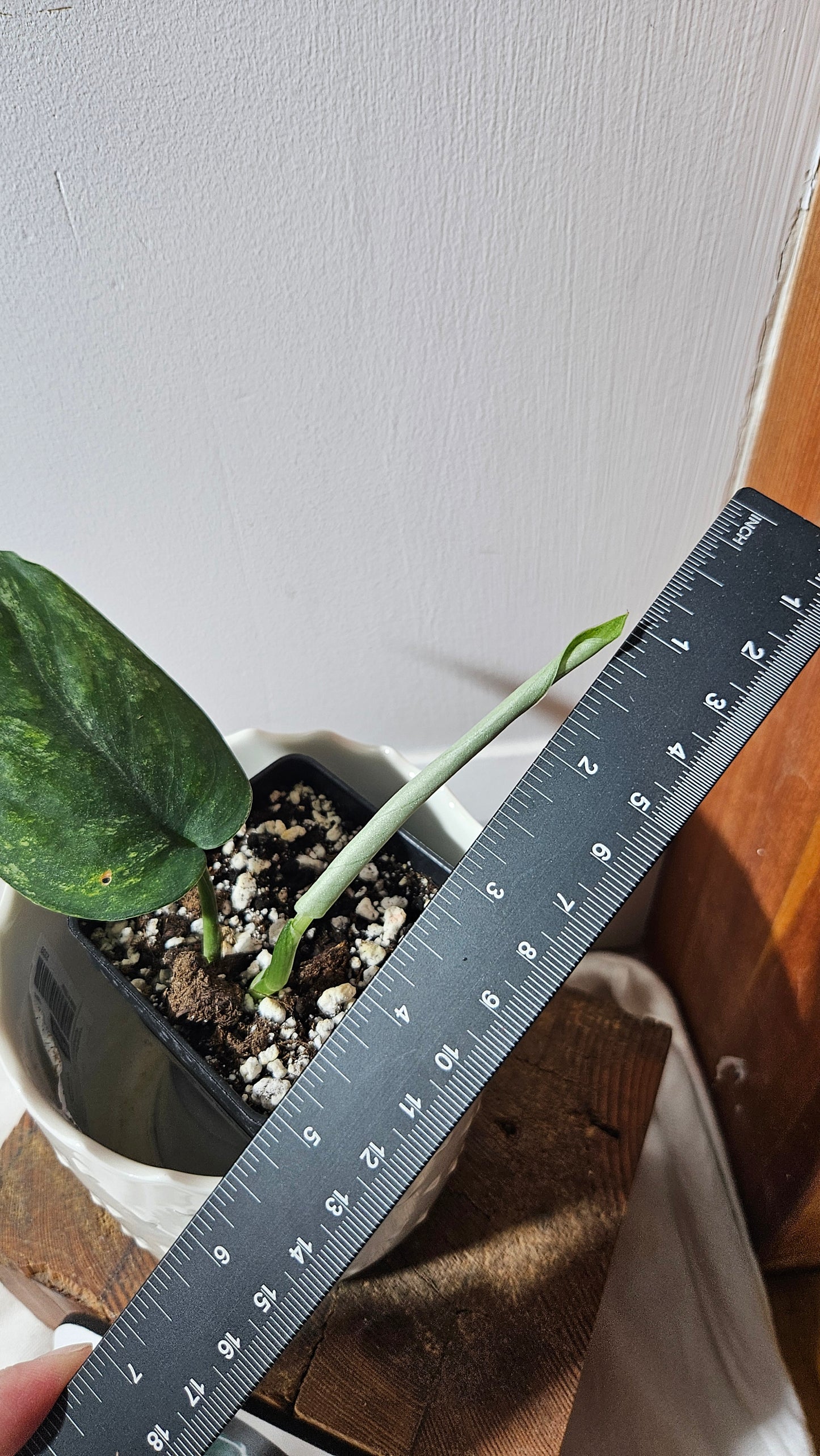 Scindapsus Silver Splash "Green on Green" (SCI-810)