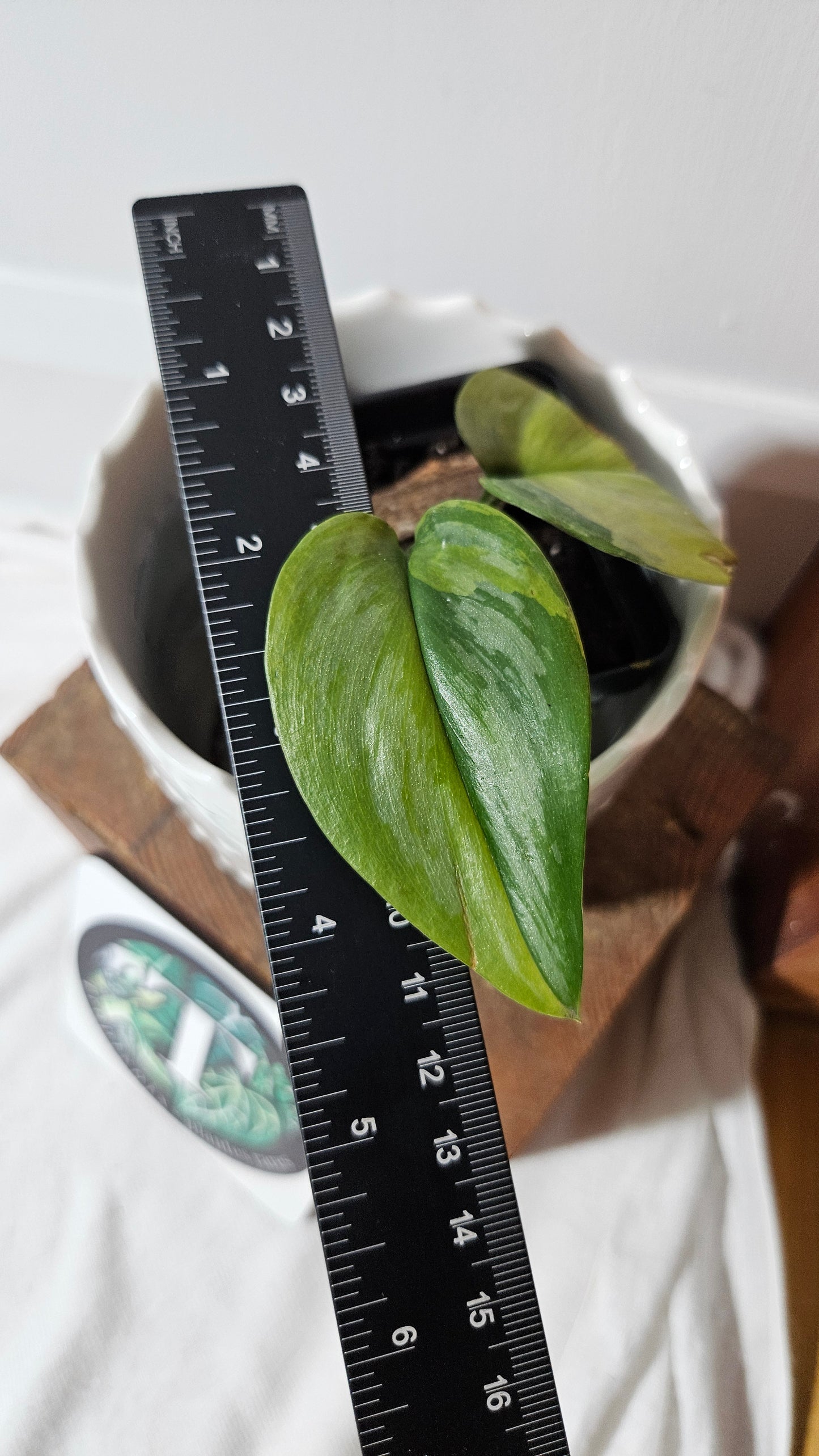 Scindapsus Treubii Moonlight "Green on green" (SCI-1051)