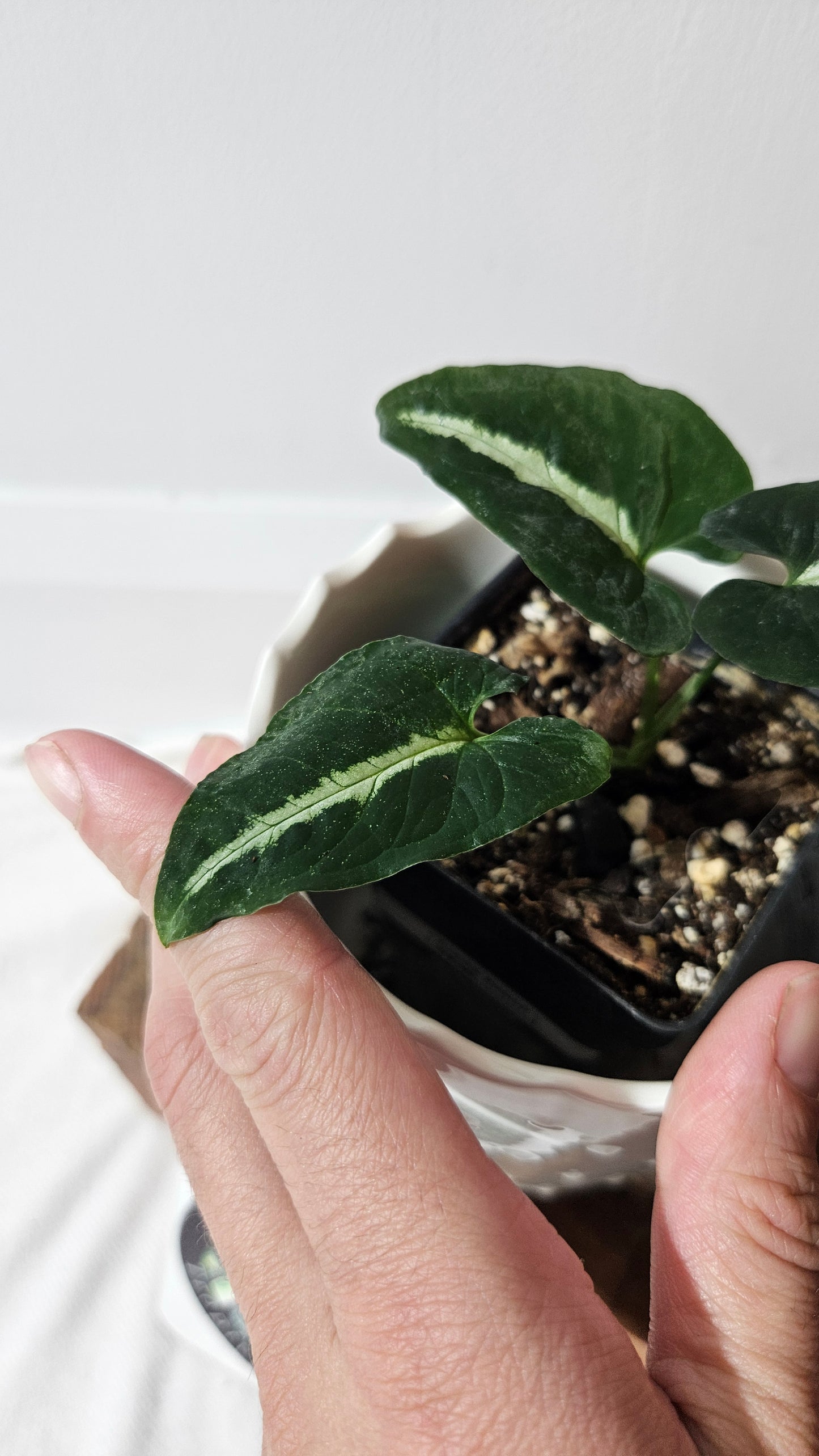 Syngonium Wendlandii (SYN-443)