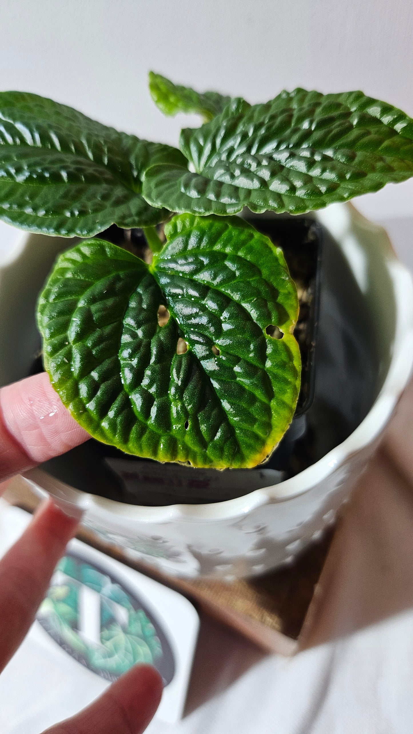 Anthurium Splendidum "format PETIT" (ANT-459)