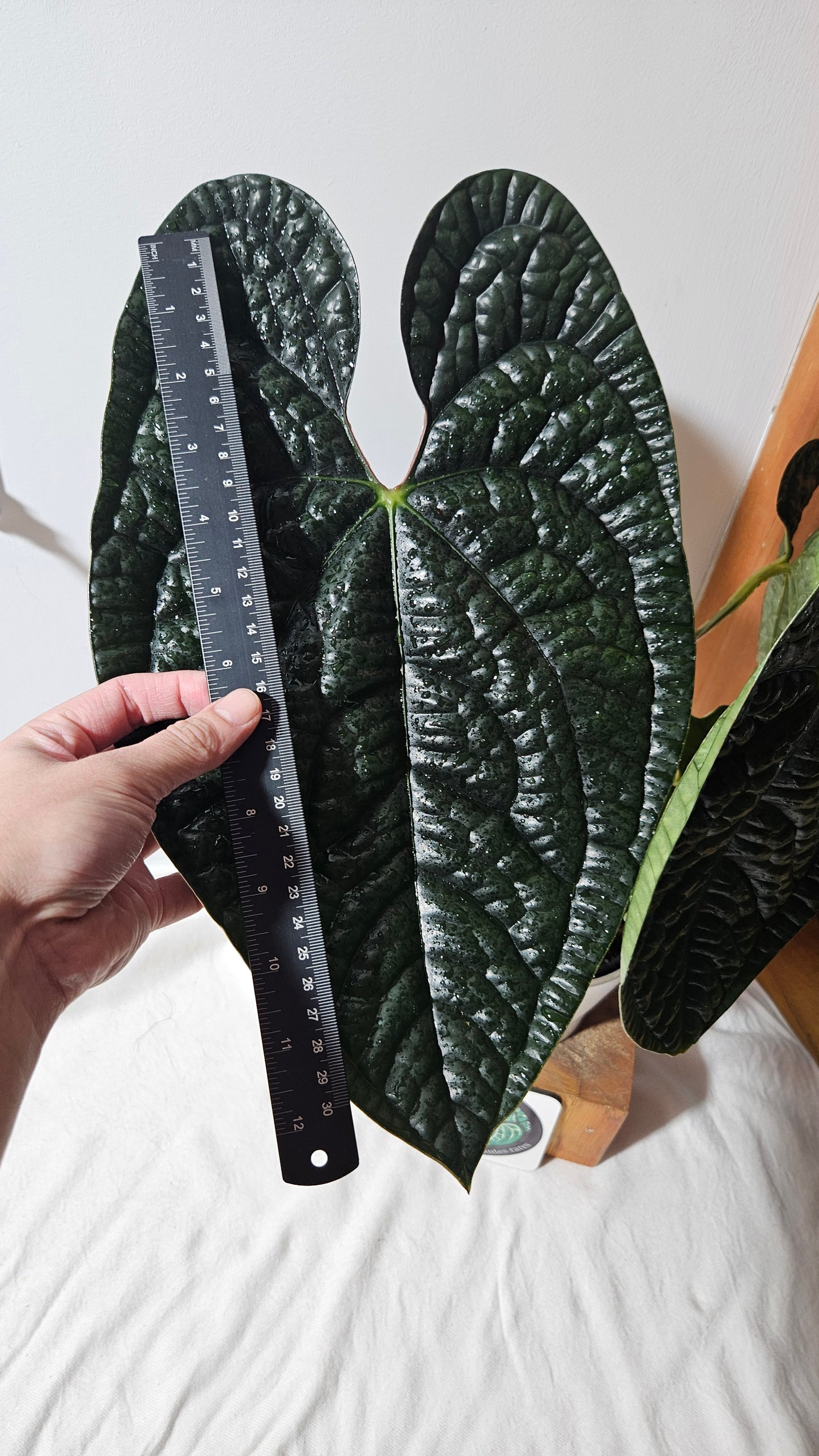 Anthurium Luxurians Dark "format XLARGE" (ANT-422)