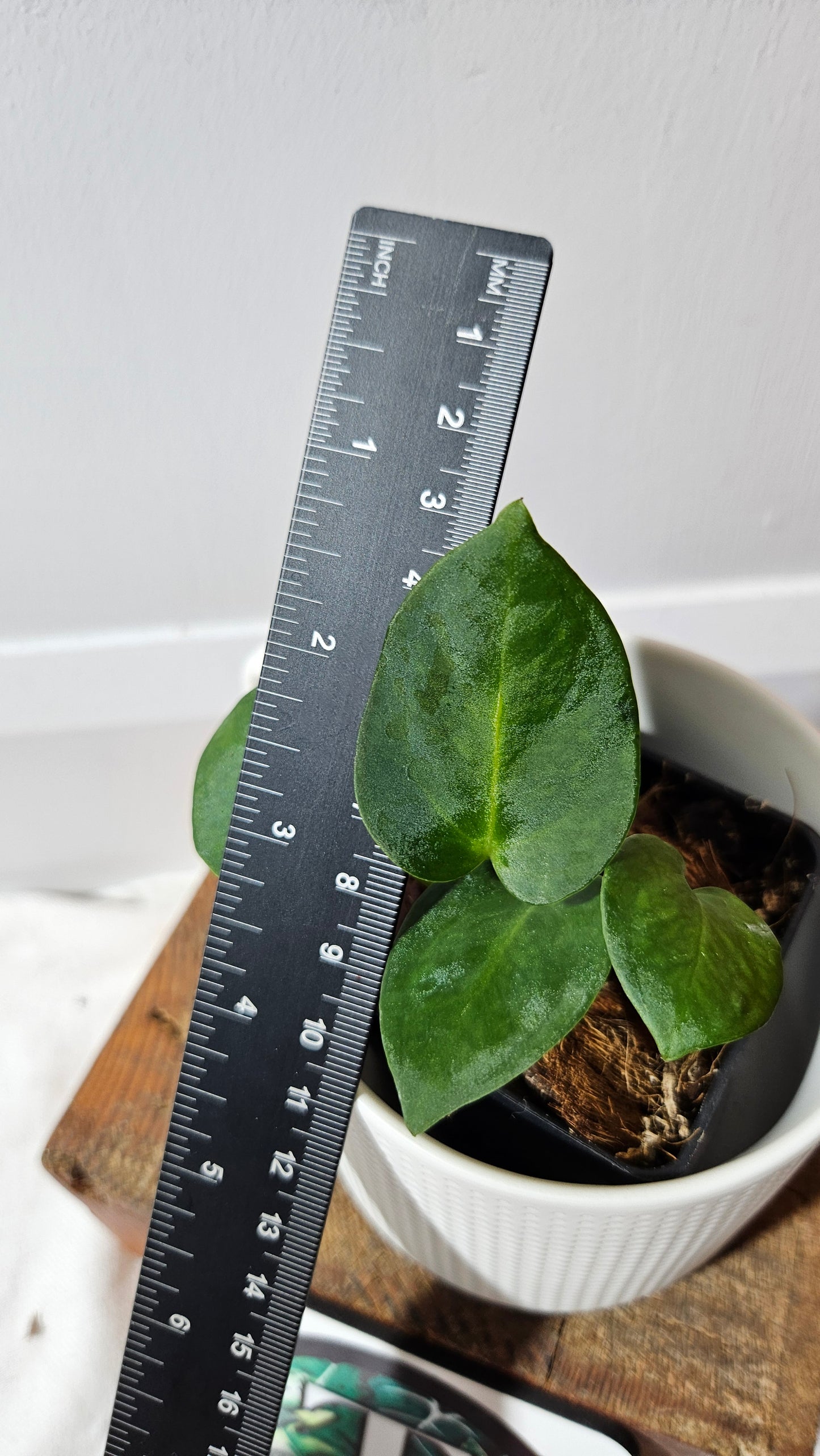 Anthurium Villenaorum X Warocqueanum "format PETIT"(ANT-642)