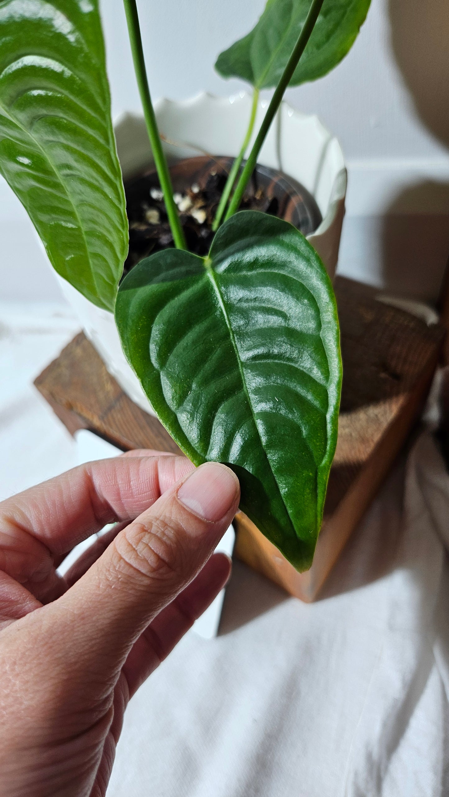 Anthurium Veitchii Super Narrow "format MOYEN" (ANT-425)