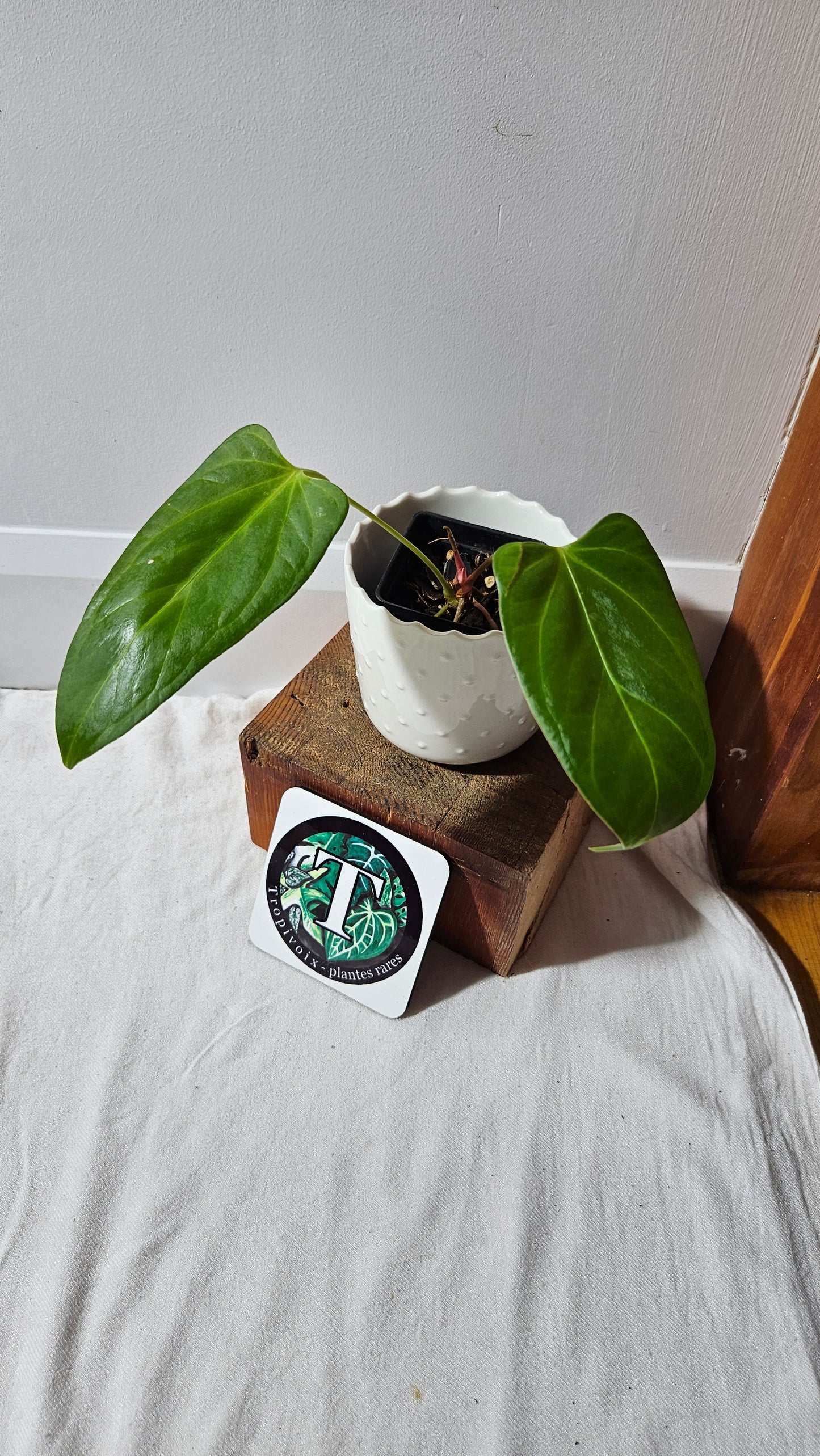 Anthurium Portillae Indo "SMALL format" (ANT-228)