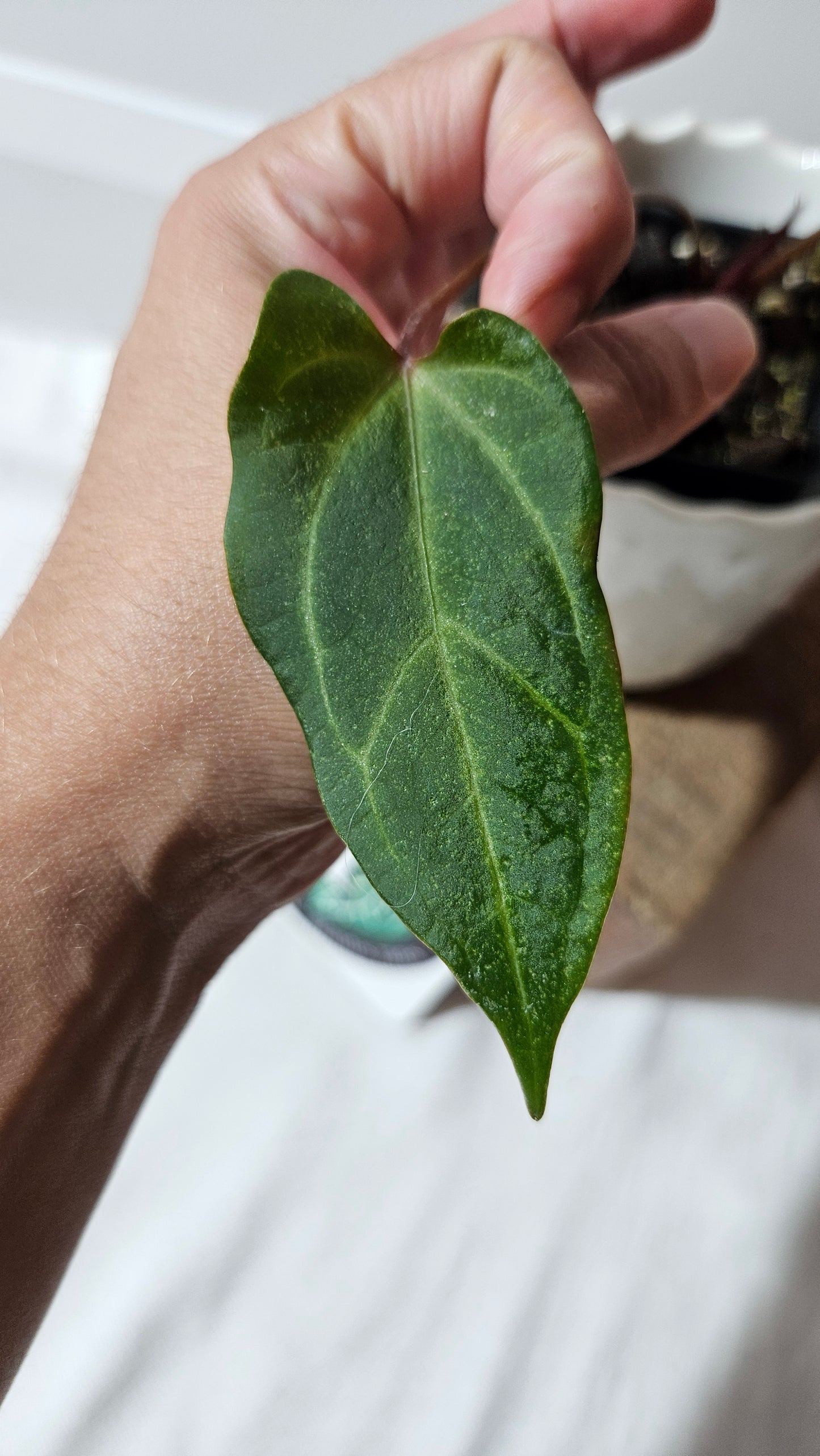 Anthurium Red Stem "format MOYEN" (ANT-112)