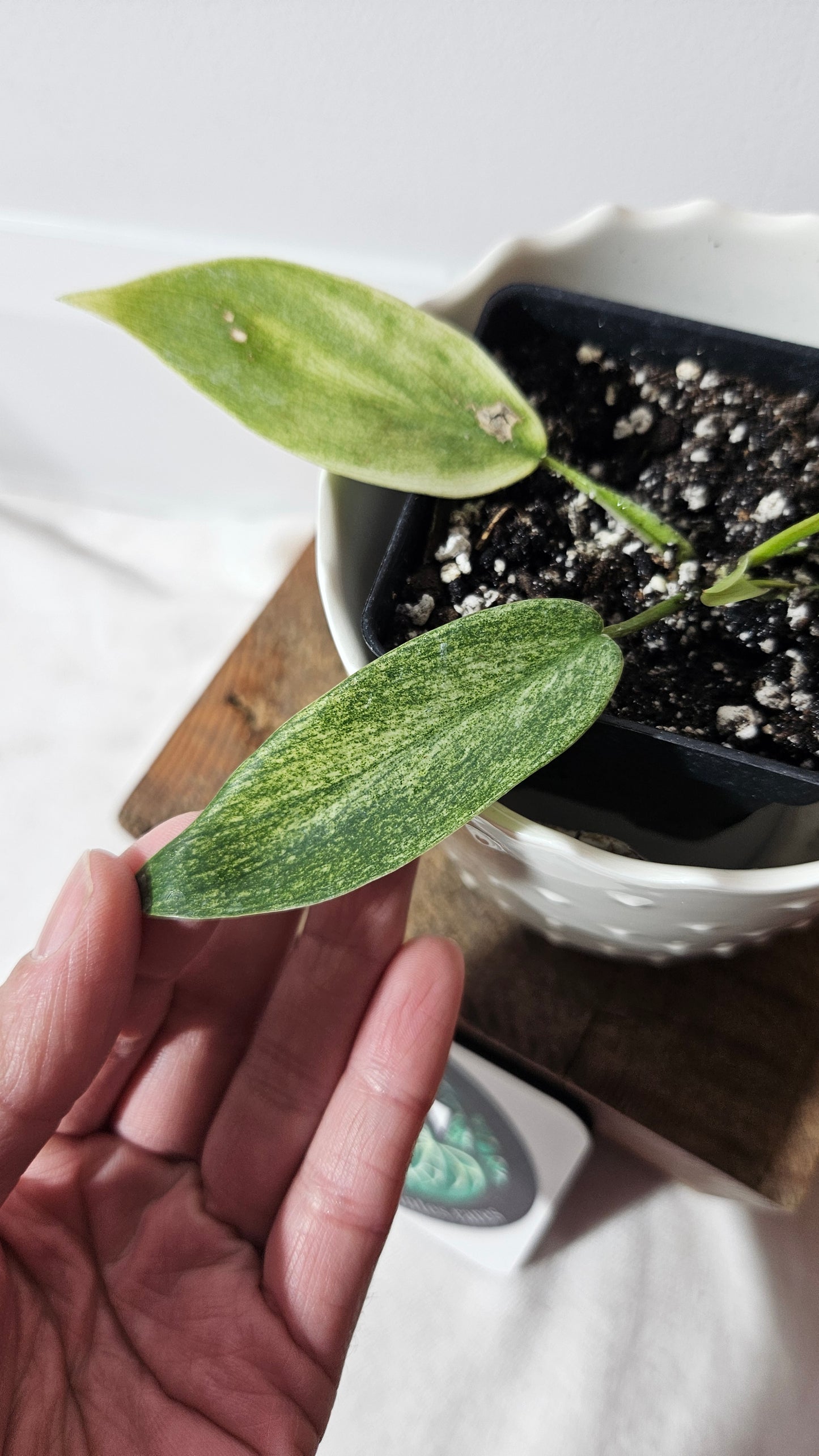 Philodendron Florida Ghost (PHI-567)