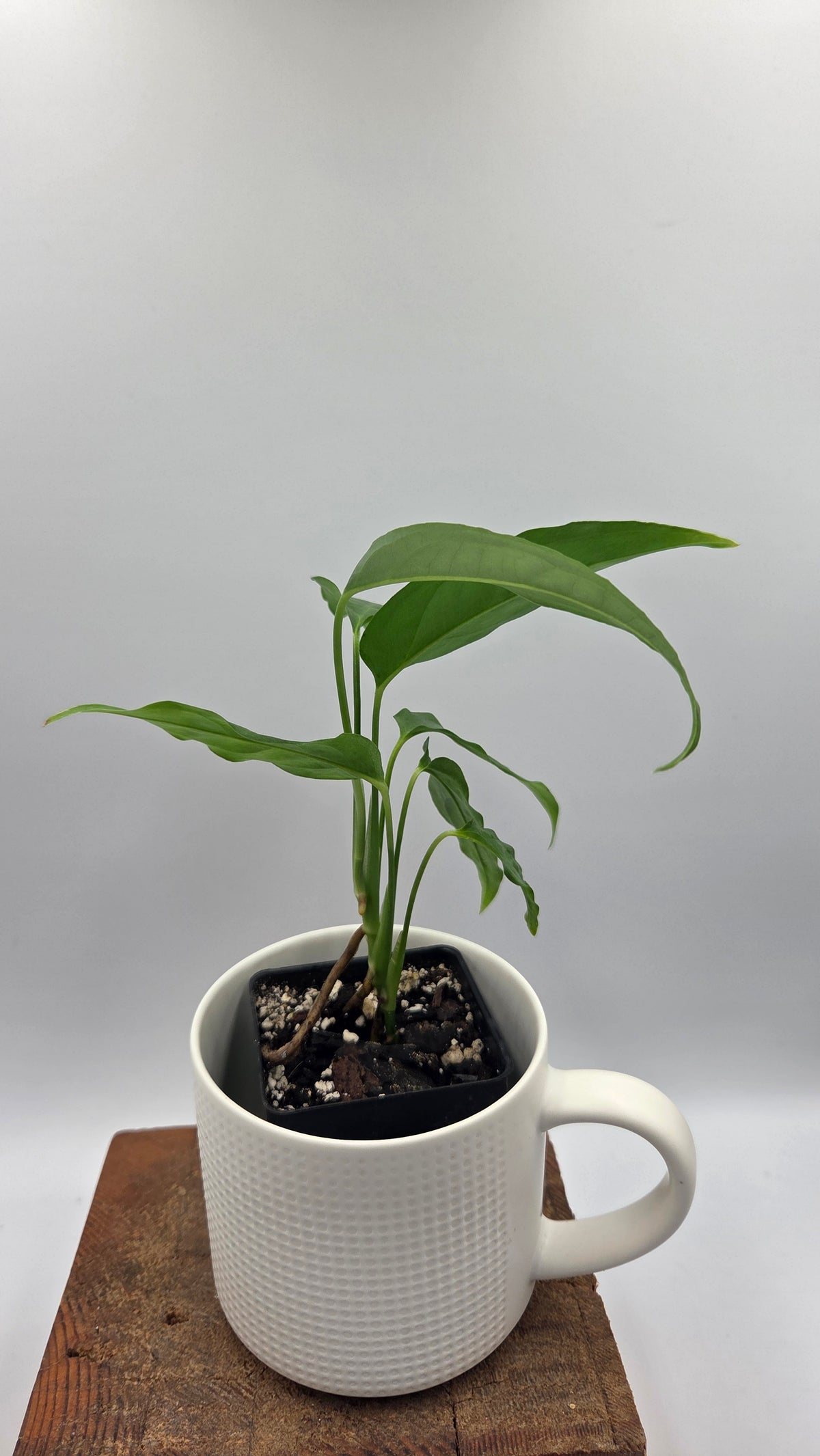 Monstera Obliqua Aff Amazonas (MON-378)