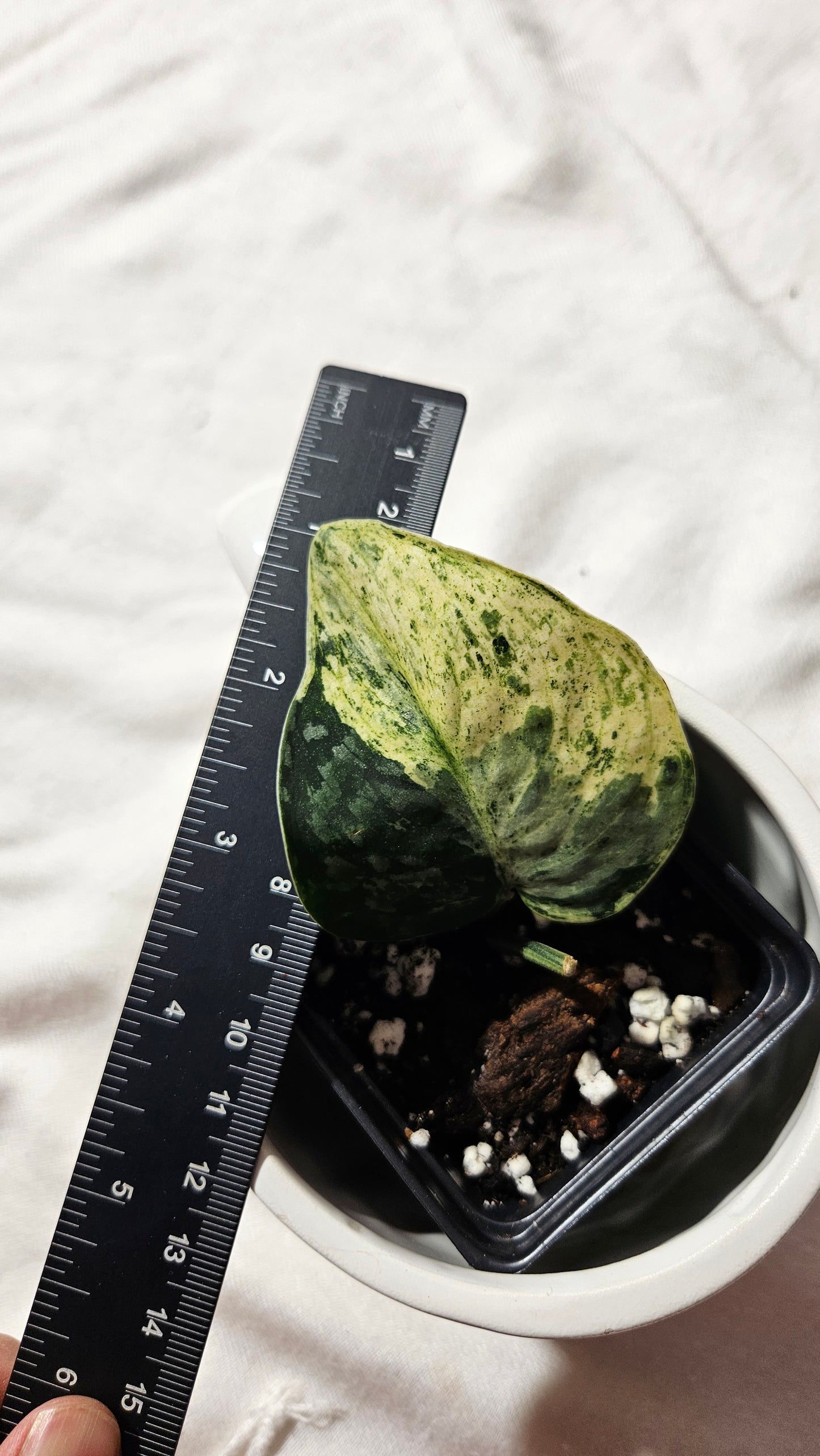 Scindapsus Silver Cloud mutation (SCI-1090)