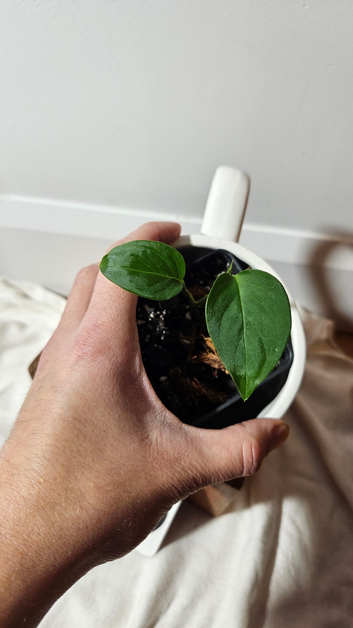 Monstera Obliqua Aff Indanza (MON-284)