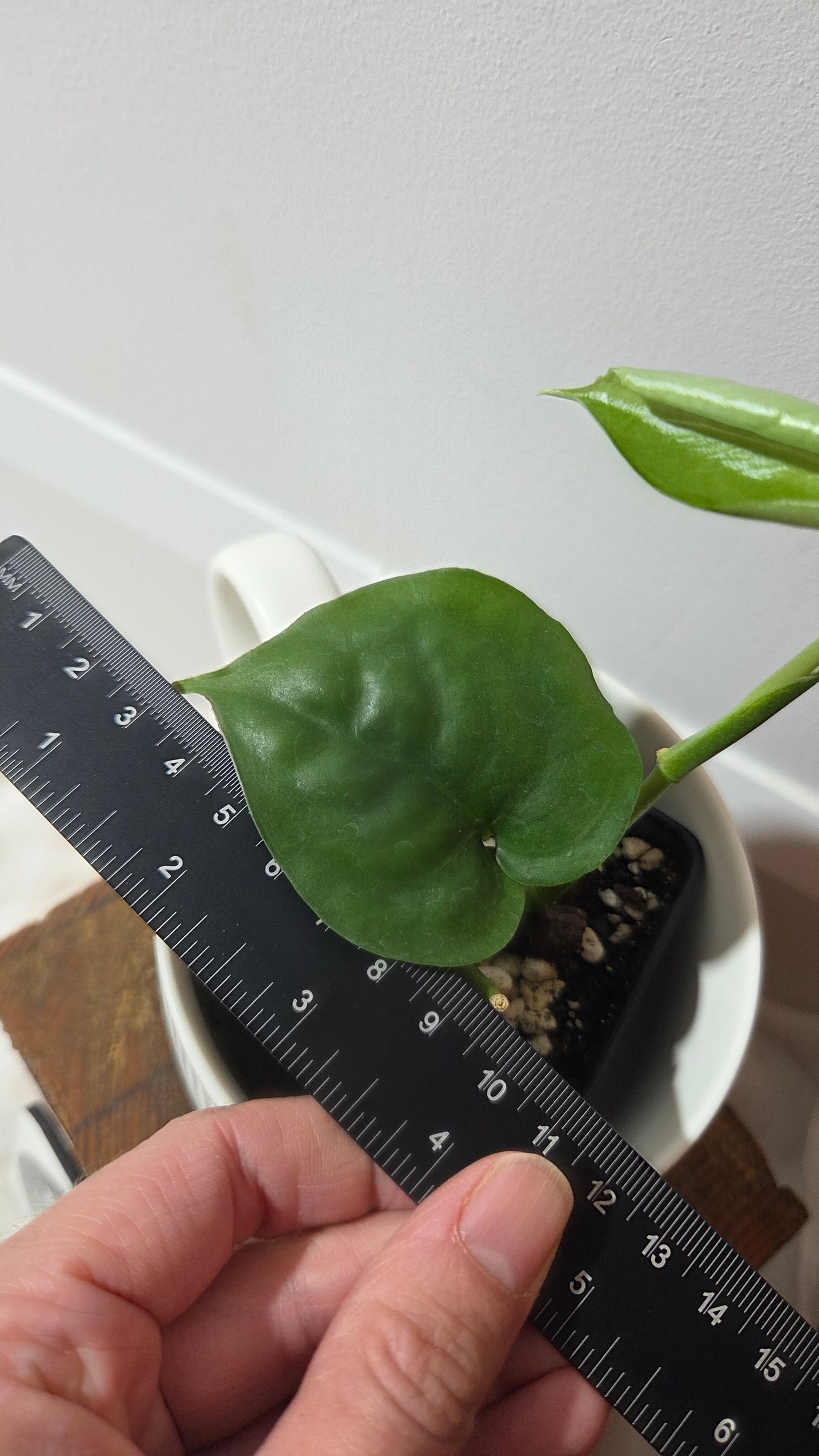 Scindapsus Lucens (SCI-1404)