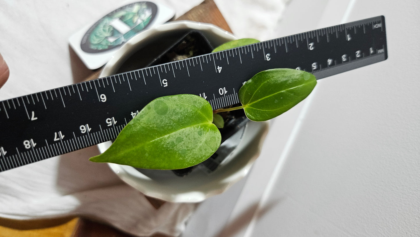 Anthurium Portillae (Indo) "format PETIT" (ANT-494)