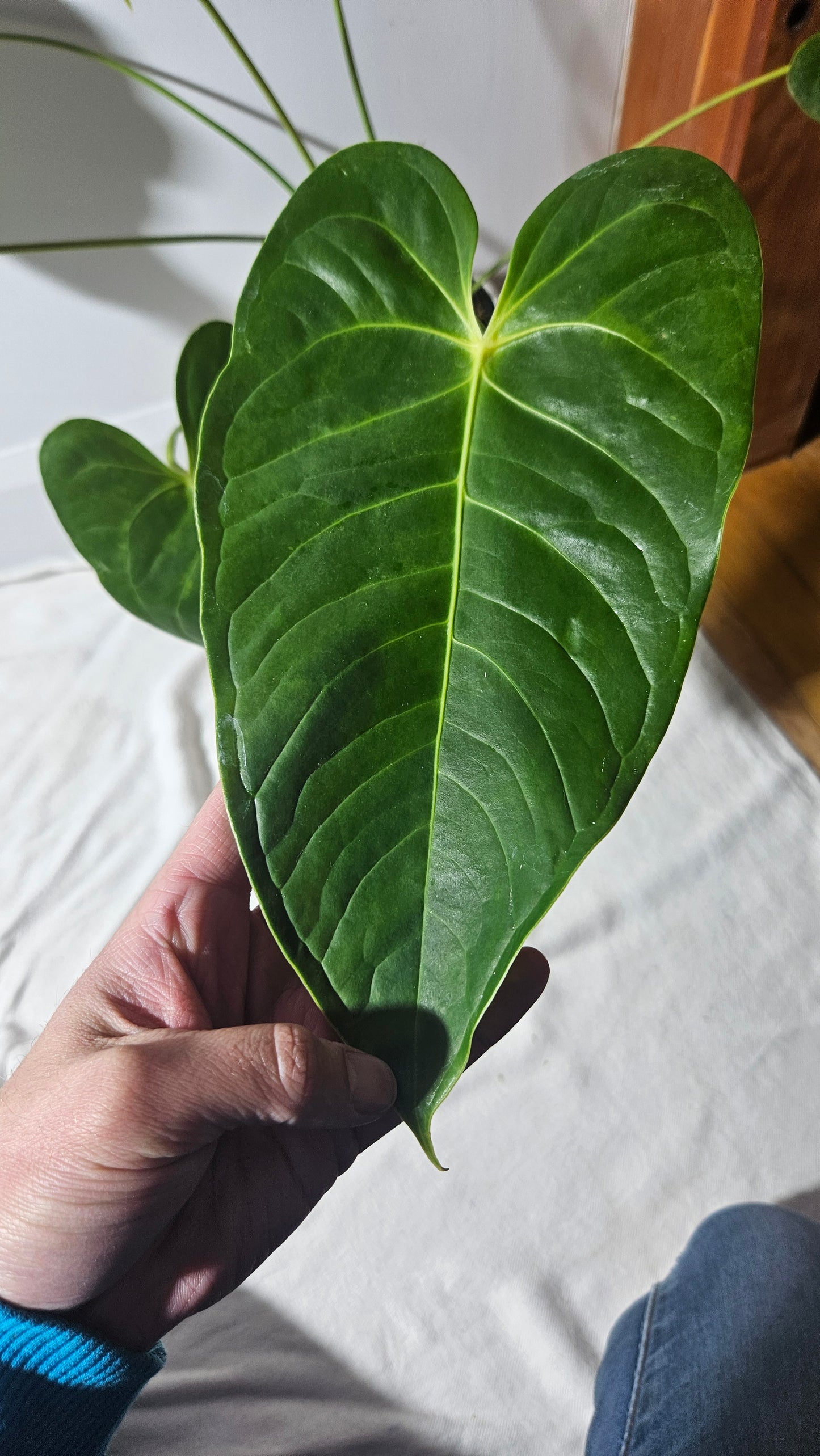 Anthurium Veitchii hybrid "format LARGE" (ANT-400)