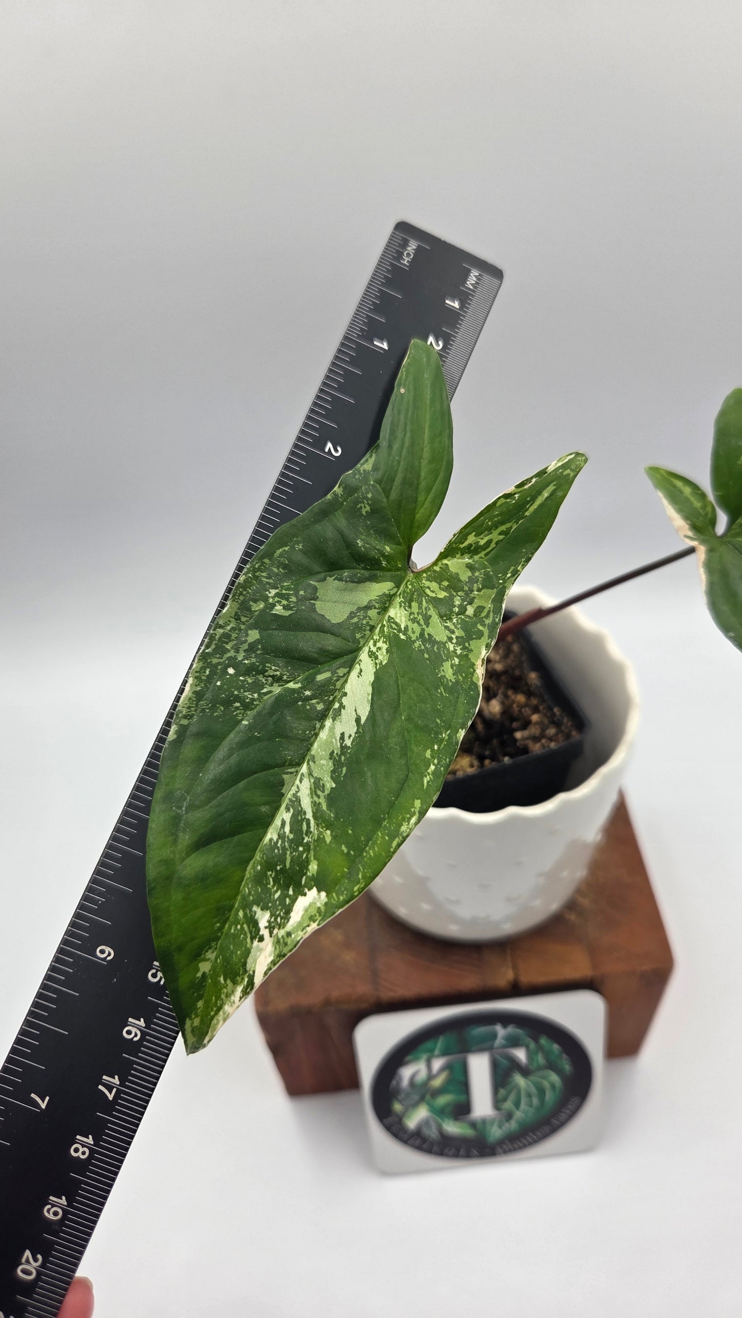 Syngonium Albo (SYN-497)