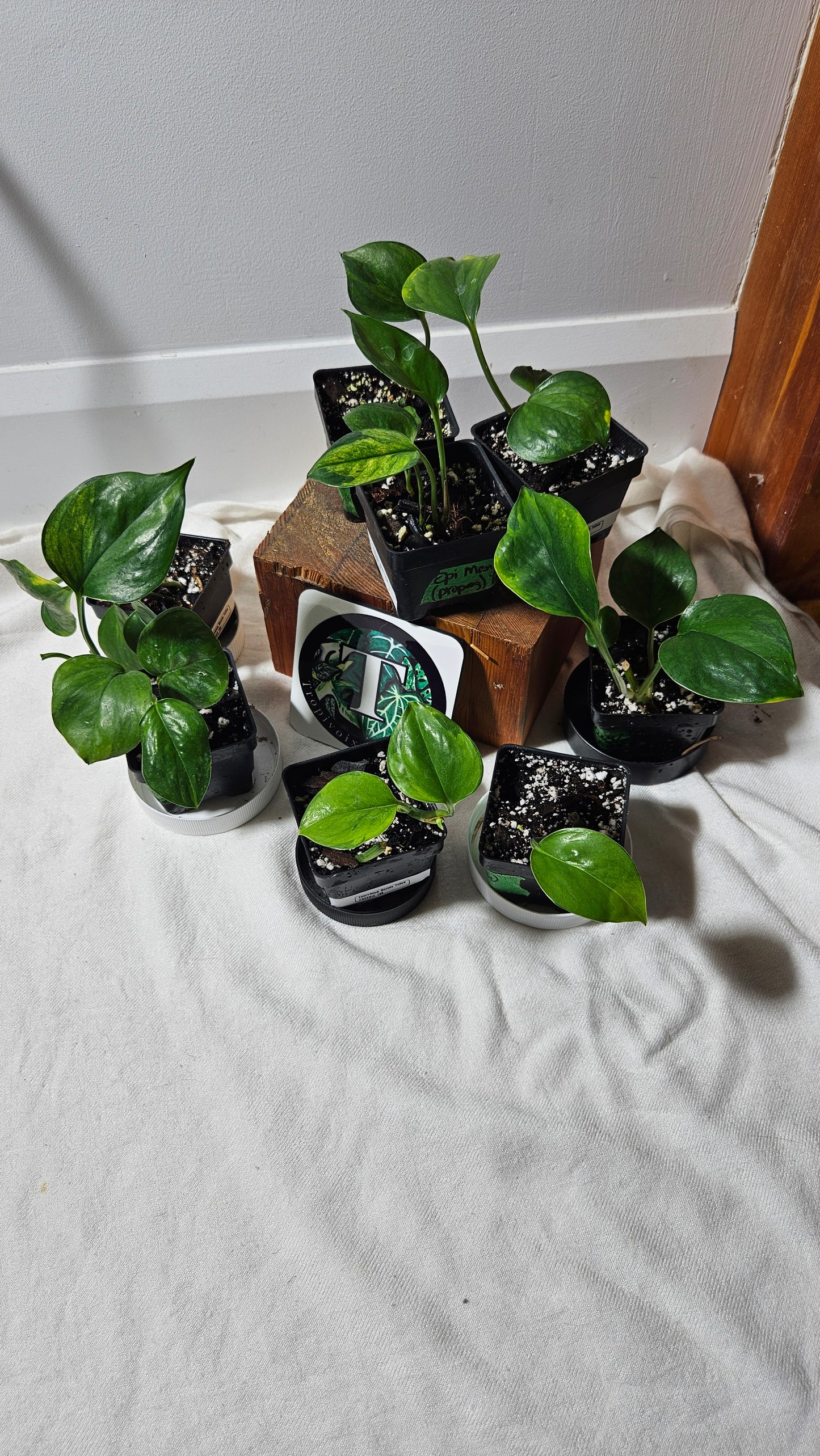 "FREEBIE 191-210" (with purchase of $80 before taxes) Epipremnum Manjula yellow/Olivia 1 FREEBIE/PERSON