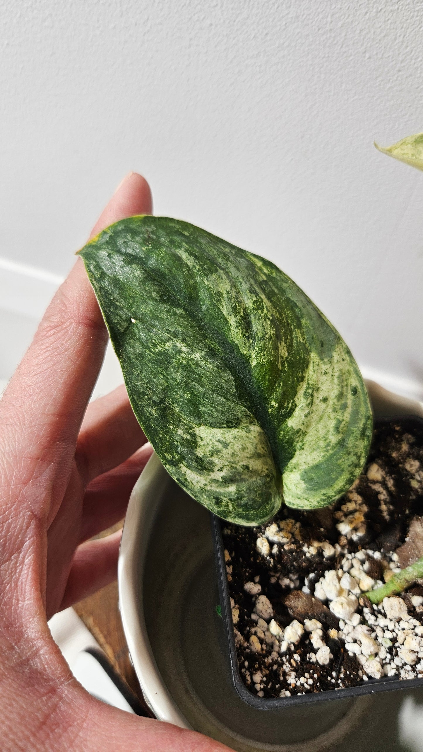 Scindapsus Black Dragon Variegata (SCI-814)