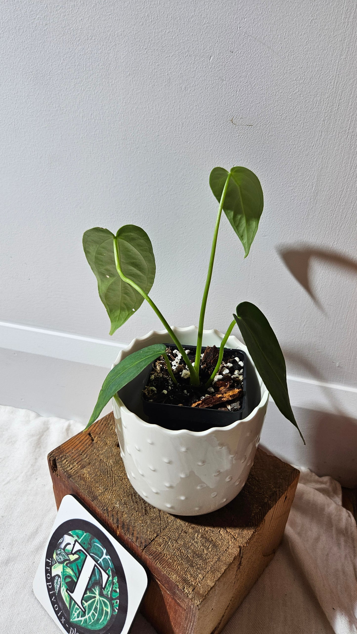 Anthurium Cirinoi X Forgetti "format PETIT" (ANT-435)
