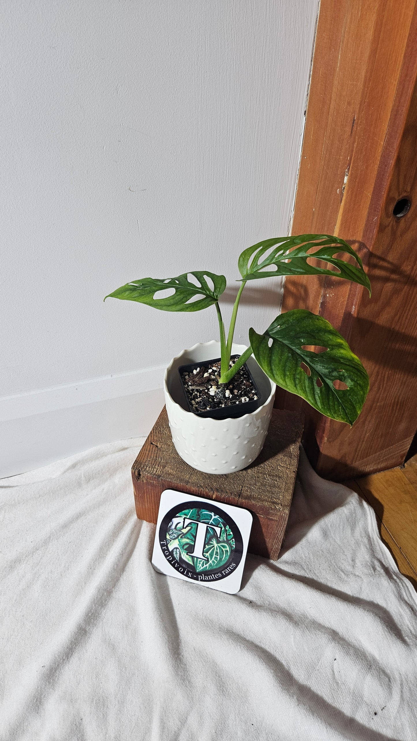 Monstera Laniata (MON-400)