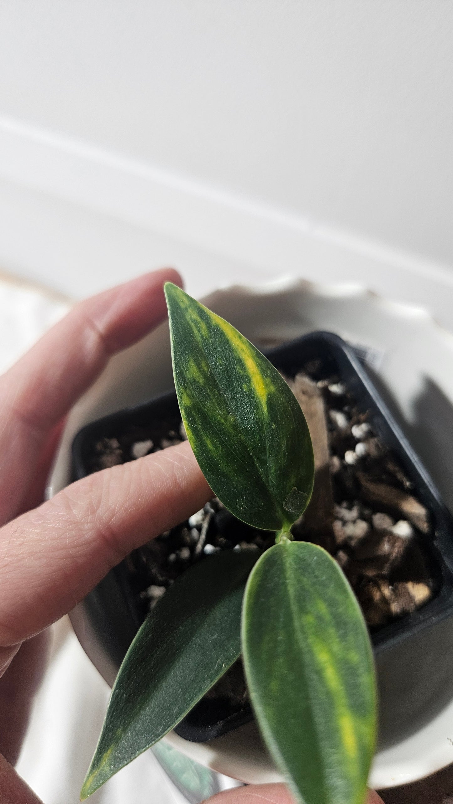 Scindapsus Coriaceus Aurea (SCI-940)