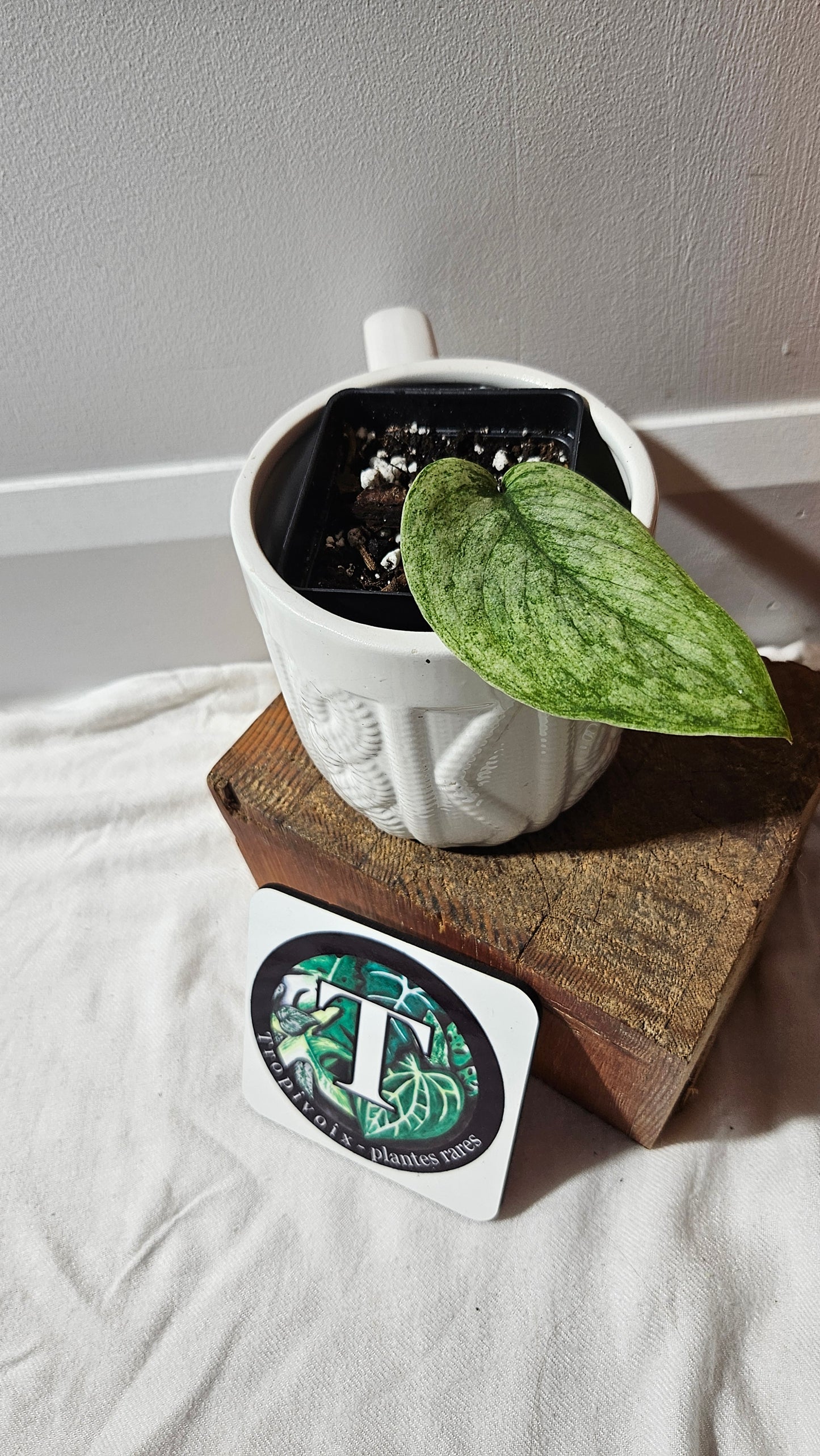 Scindapsus Silver Cloud variegata (SCI-1064)