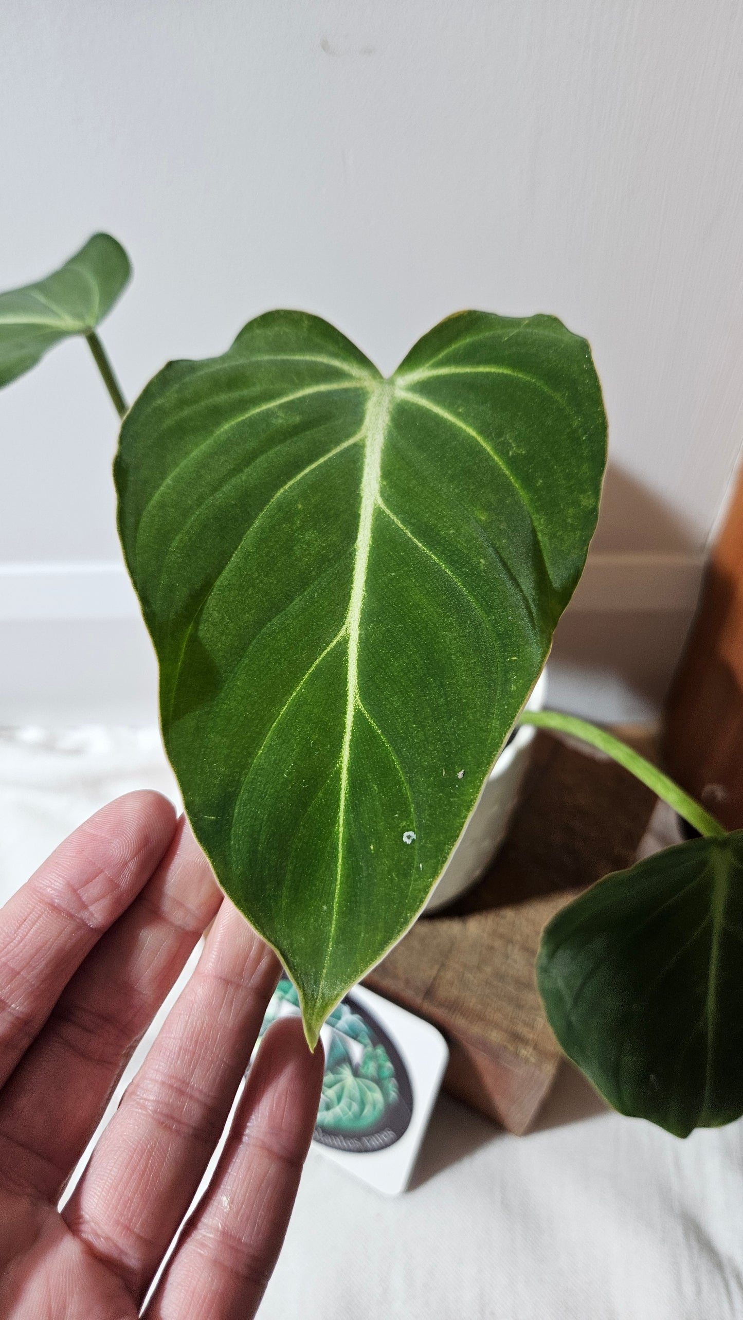 Philodendron Gloriosum x Plowmanii (PHI-926)