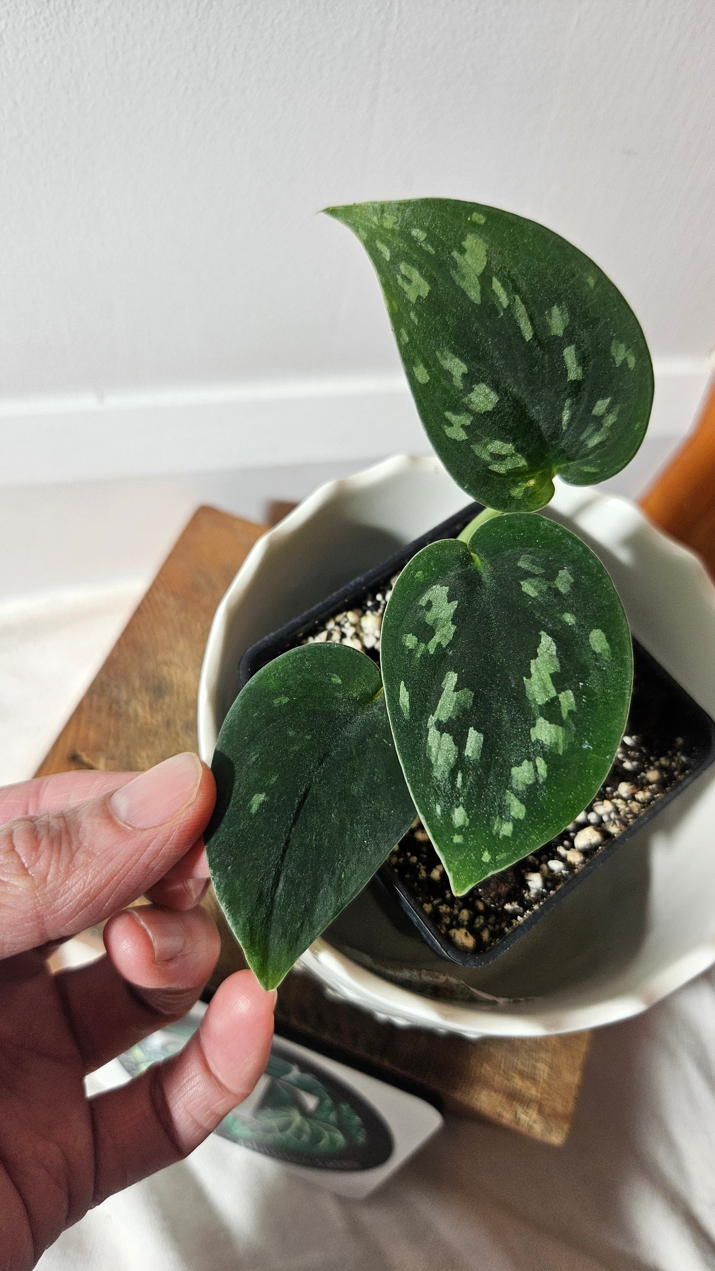 Scindapsus Tricolor Duff (SCI-546)